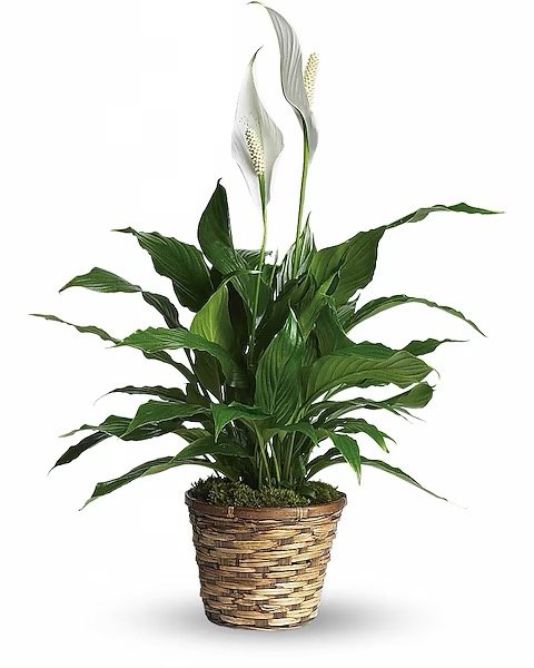 Spathiphyllum Simply Elegant (paix et lys)