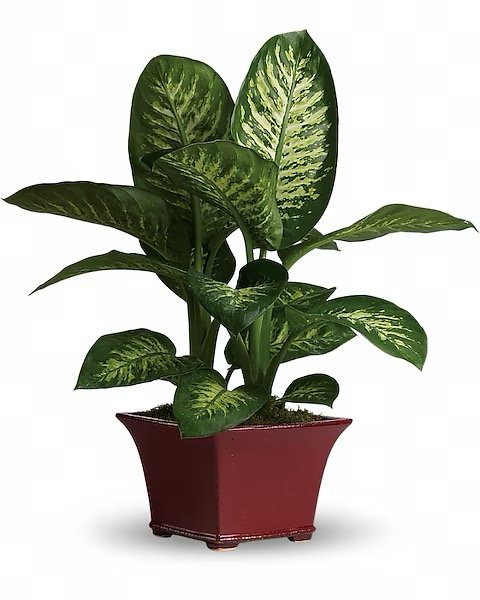 Délicieux dieffenbachia