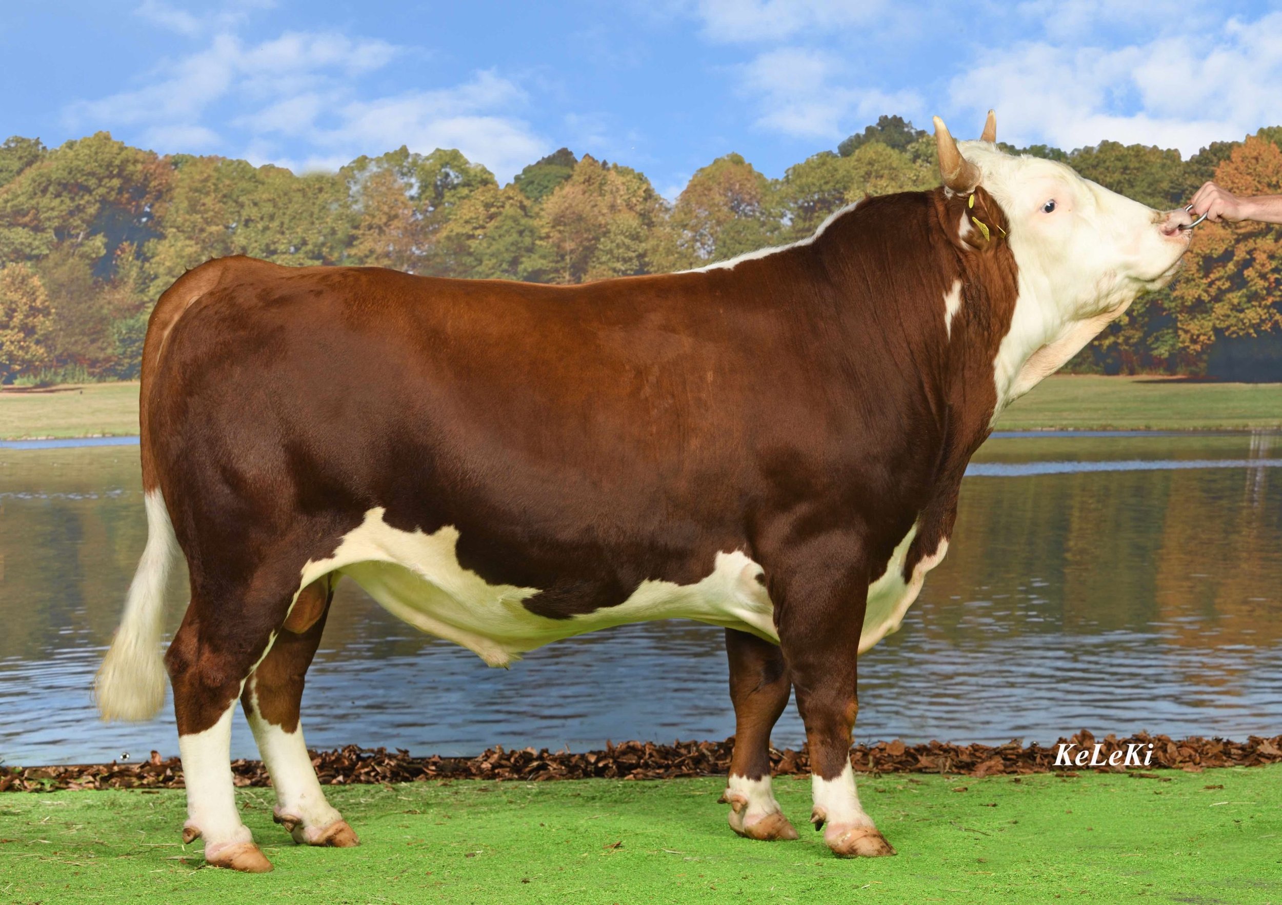 65917-Nathan-120.1284.3927.7-Ritter-swissgenetics-Zollikofen__Original-scaled (1).jpg