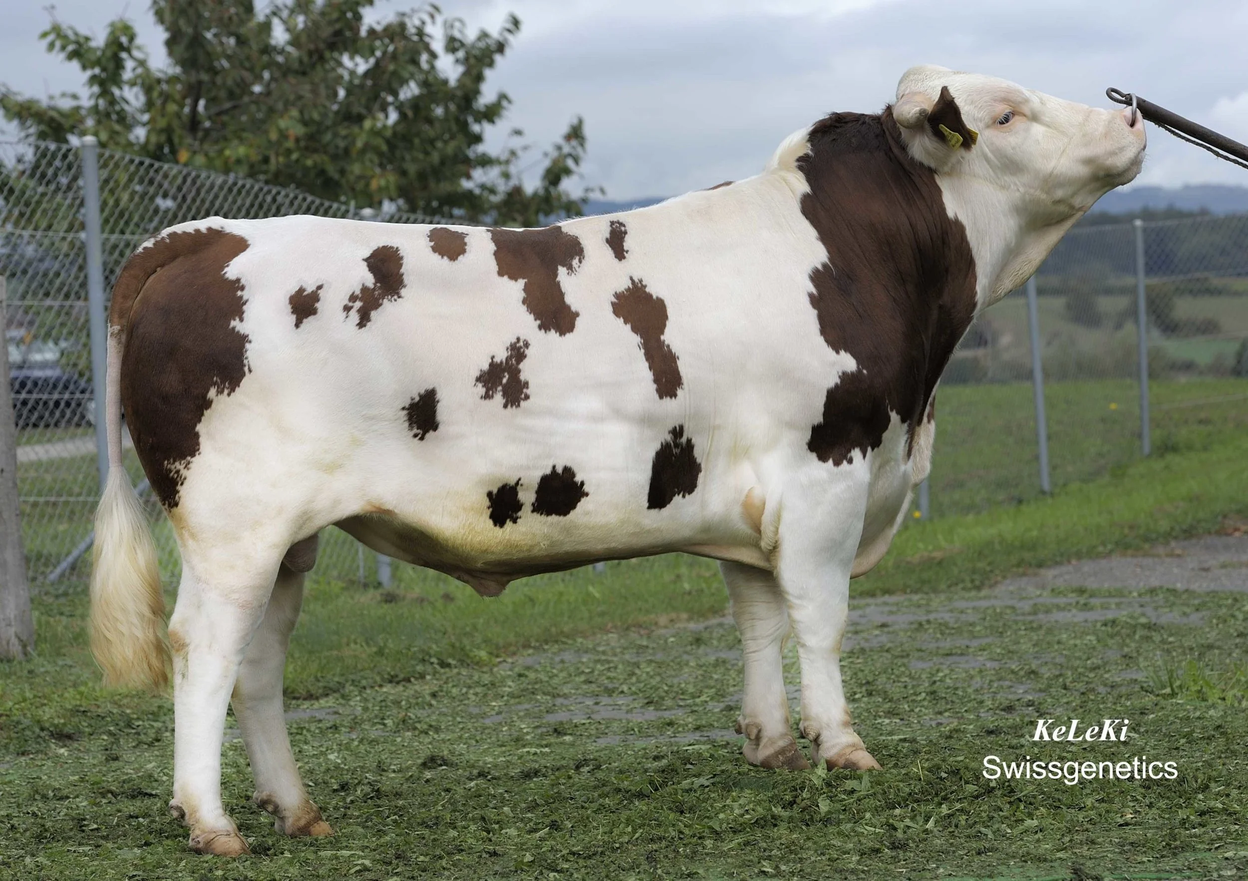 Humbel-1-scaled (1).jpg