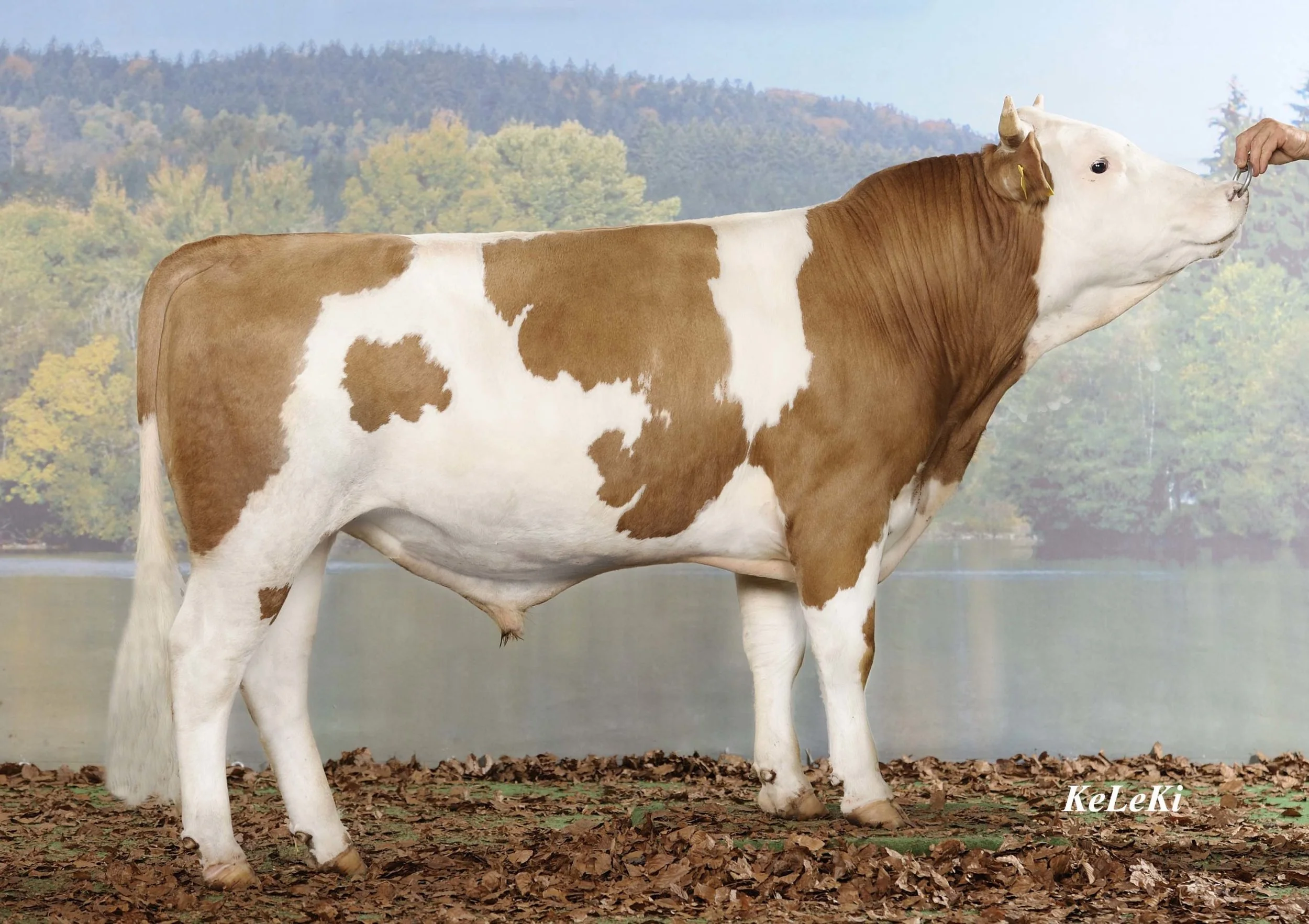 43222-Malak-120.0801.7075.1-Adrian-Swissgenetics-Zollikofen-scaled (1).jpg