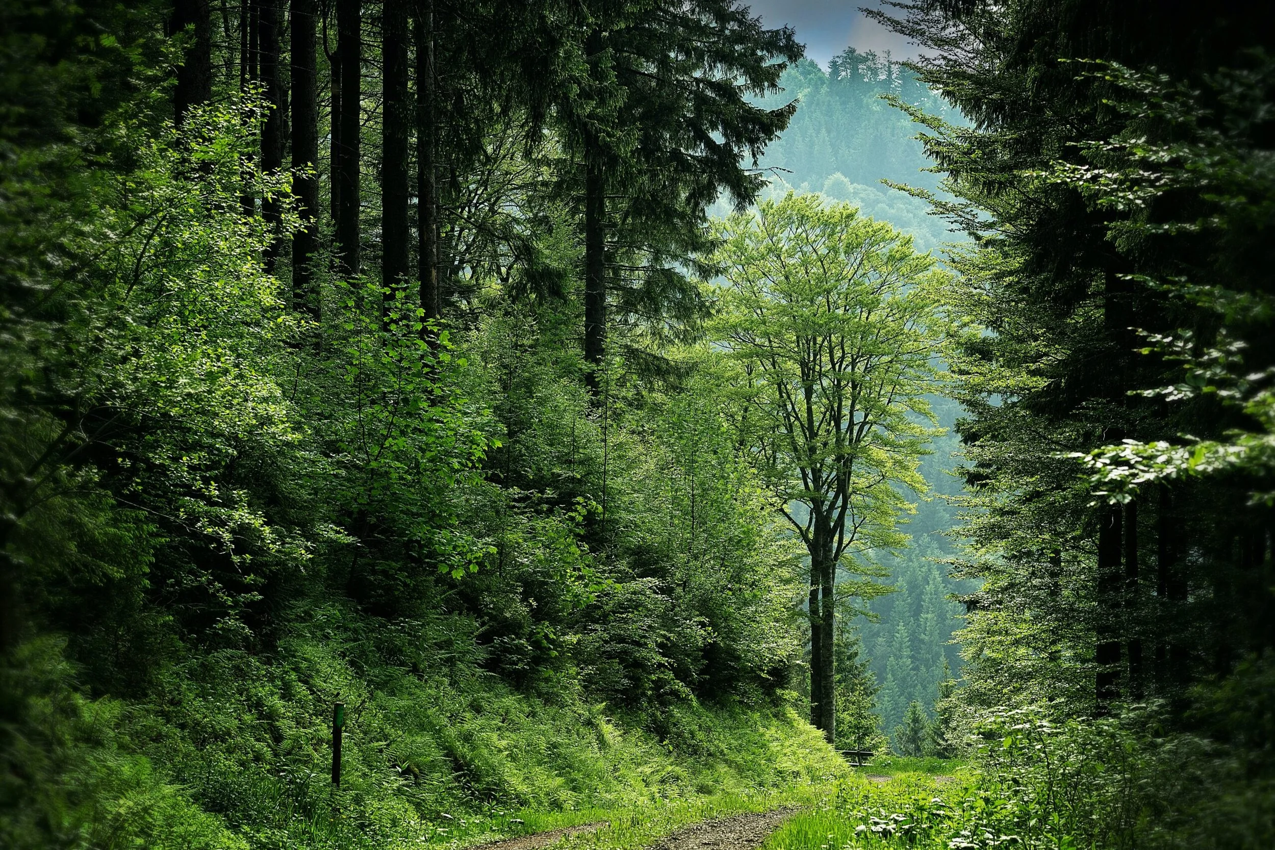 Tall, lush trees with wide canopies spread throughout a dense, luxurious forest.