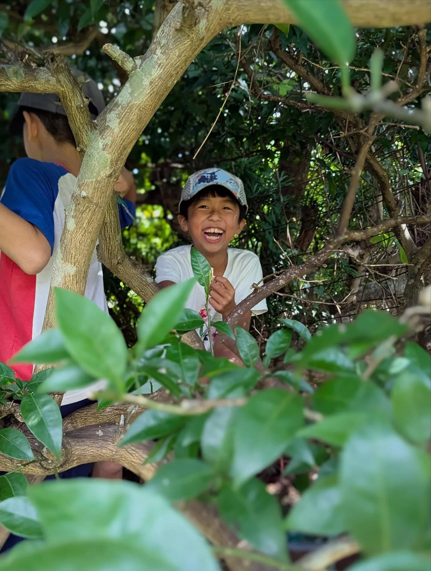 .
今年も盛り上がっています、すだち業!🍋‍🟩
自然農を営んでいる大家さんのおかげで、
こうして今年も子どもたちがいい経験を
させていただけています。
採りやすいように剪定された美しいすだち畑で
子犬のようにかけまわって収穫する子どもたち。
木の根元にいい隠れ家をみつけてつまみ食いしてる子、
手元に集中して葉っぱのアートをつくる子、
ハサミを使わないでとるチャレンジをする子。
無農薬のすだちは、
「とった瞬間パクリ」が一番美味しい贅沢おやつです。
.
.
.
たくさん収穫したあ