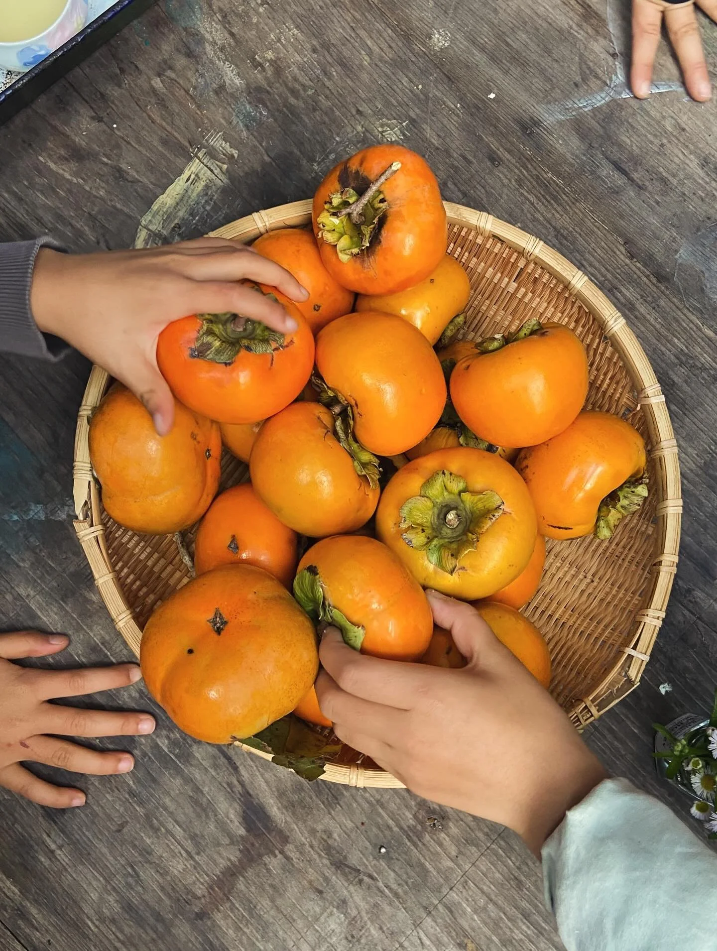 10月29日(水)
ガーデンの柿、ぜんぶとったよ〜!!✨
みっけガーデンにある4本の柿の木、熟しているもの全て収穫してきてくれました♡
丸ごとおやつに、
熟しているものは潰して柿酢に、
サラダやソテーに、
ジャムにもなる✴︎
みんな好みの硬さが違うのも面白い!
みんなそれぞれ好きなものを選ぶからケンカにならないのもいいね♪
_____
今日の献立
☀︎車麩のからあげ
☀︎きゅうりのバジルサラダ
☀︎かぼちゃの豆乳スープ
☀︎小豆と栗ごはん
おやつ
☀︎柿
☀︎月桃茶
_____