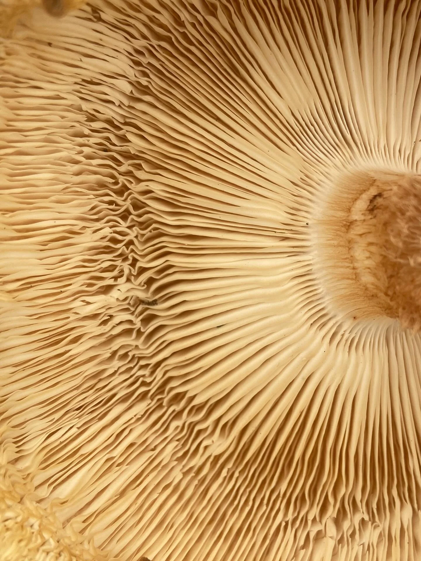 1月28日（水）

フフフ‥‥🍄&zwj;🟫

みっけのフィールドに「やまほど椎茸はえてた！！」とのことで、子どもたちがたくさん採ってきてくれました❣️

なんて立派な椎茸なんだろう。
これがフィールドで採れるなんて凄すぎる。

冬は暗くて寒くて湿っている‥ちょっと大変なフィールドですが、椎茸にとっては天国なのかも☁️✨

椎茸の裏側（？）が美しすぎて、しばらく見入ってしまいました。

✴︎✴︎✴︎

今日のごはんは、ブロッコリーとお豆腐に片栗粉をまぶして揚げ焼きし、
甘辛味噌タレを絡ませて