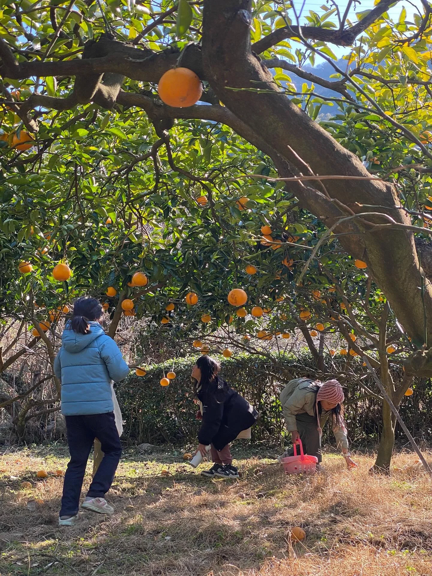 昨日はご招待いただいて、『八朔』狩りに行かせていただきました🍊

ご夫婦で大切に大切に育てられている八朔畑。中には樹齢50年の木も！長生きで、とっても甘い実がなるのだそう。「ここにいる誰よりも長く生きてるんだね〜」と驚きの声。

「よろしくお願いします」の挨拶のあと、まるでよーいどん！とでも誰かが言ったかのように多方向に散らばっていく子どもたち。ジグザグと一つの木にとどまらず走り回っている。
「あそこの木がたくさんなってる！」
「あっちは八朔だけど、ここの木は紅八朔だ！」
「デコポンみっけたー