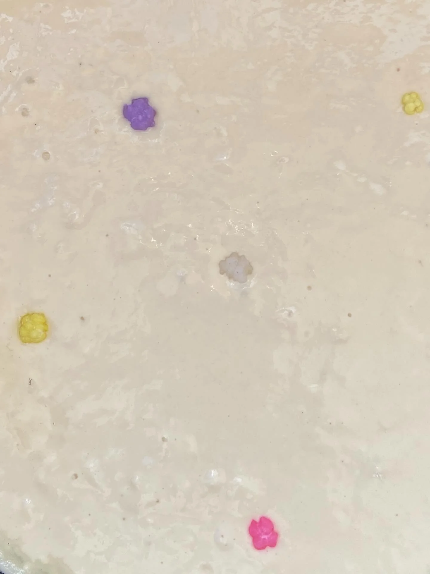 1月30日（金）

おやつには金平糖のパンケーキ🌟

お土産で頂いた金平糖とクッキーをパンケーキに乗せて焼いてみました✴︎◯

昨日みっけフィールドで豊作だった椎茸！
ガーデンの無臭にんにくと醤油で香ばしく炒めました♡

同じくガーデンの山東菜と、みんなでとった八朔でサラダに⭐︎

あとは大根のステーキに、
ガーデンの菊芋と大根のぬか漬け。

みっけ自給率も上がってきた✨
町内自給率ならだいぶ高いかも。

豊かで幸せな昼食です。
この豊かさをみんなにも広げられますように🌐🩵

_____
