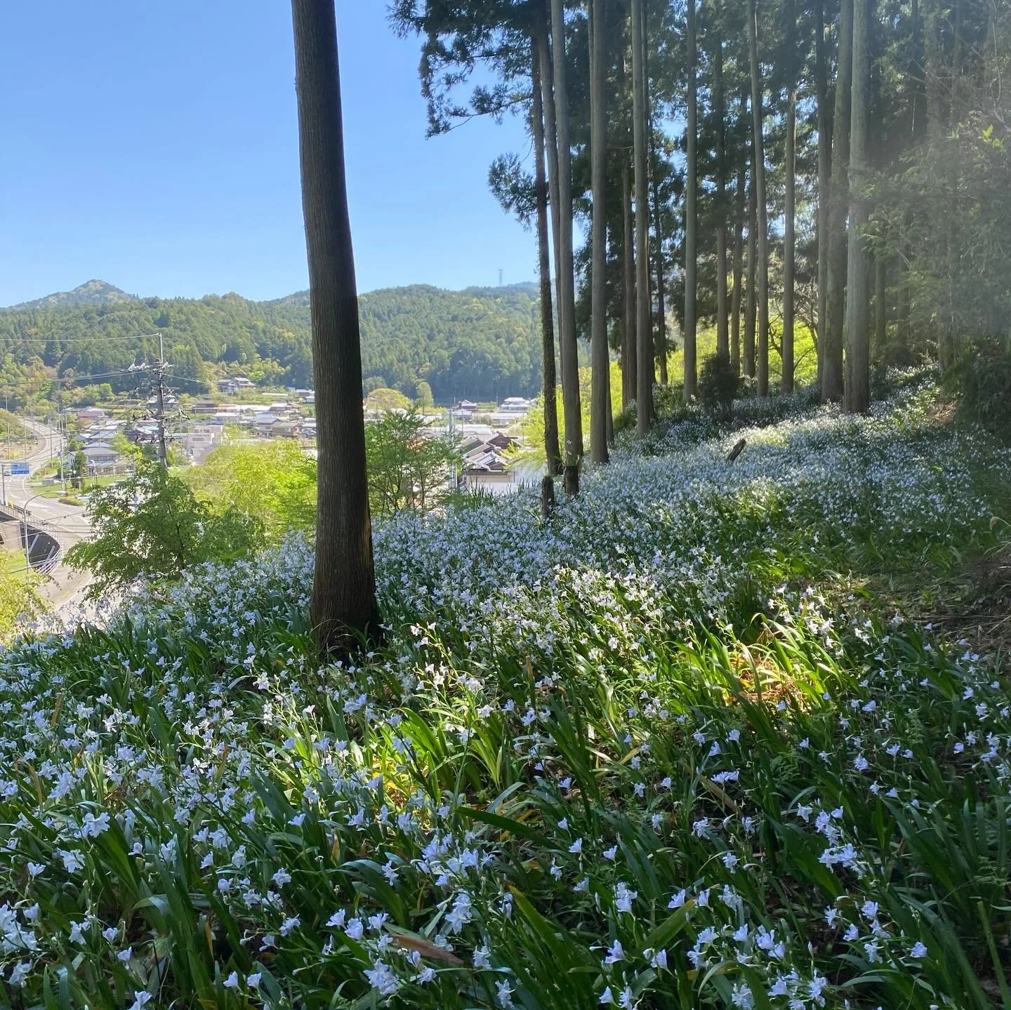 .
毎年恒例の、この時期だけの、森のお花畑&hellip;
緑映える森に浮かび上がる白い点々の正体は、シャガのお花

その森でハマっているマクラメを一生懸命制作する人
二手に分かれたシダをとって「シダ飛行機」をとばして遊ぶ人
シダの葉を羽根にして、風をうけて飛びまわる人
シダのくるっと巻かれた先端を触覚のように頭にさす人
そしてその状態のまま気持ちよさそうに昼寝する人笑
旬のイタドリを収穫する人

この二手に分かれたシダは山の中にしか生えていないんだとか
道中では真っ青な快晴の空の下、遠くまで届