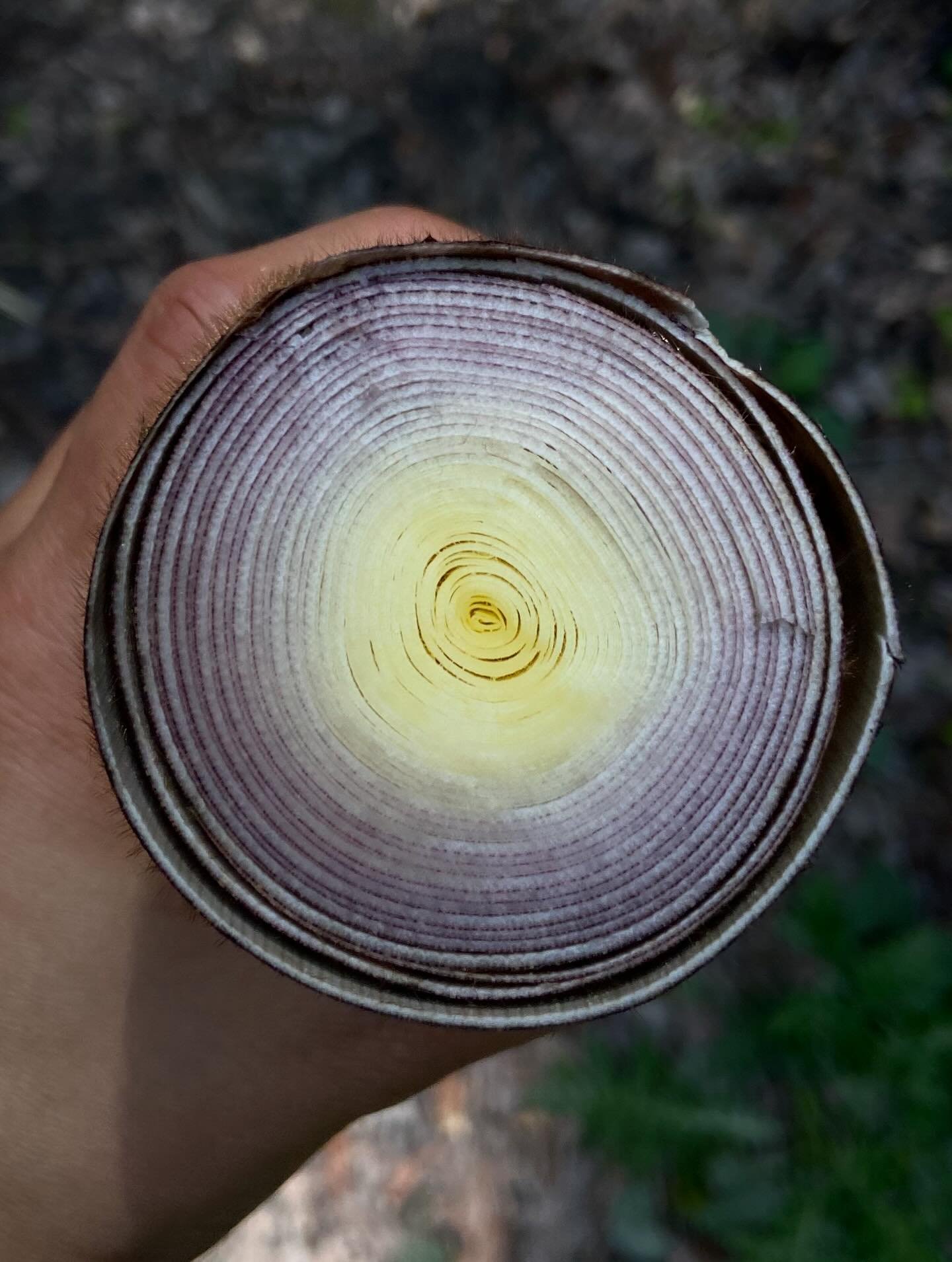 4月28日（火）

タケノコでメンマづくりに挑戦！　

なんと美しい断面🔮🪲🪐✨

かなり大きく育ったタケノコですが、意外と柔らかいのでメンマにできるかも？！♡
糠と唐辛子でアクを抜き、お米のとぎ汁と塩に漬けて発酵中🌀

✴︎

よもぎの新芽は茹でて炊き立てのご飯に和え、ヨモギ香るごはん˚✧₊⁎

さつまいも、じゃがいも、玉ねぎを蒸してホットサラダに♡
ソースは ぬか漬け、お味噌、ビキーニョピクルス、バジルの塩漬け、オリーブオイルを和えたソース。
ぬか漬けの発酵感と酸味、お味噌とお野菜の