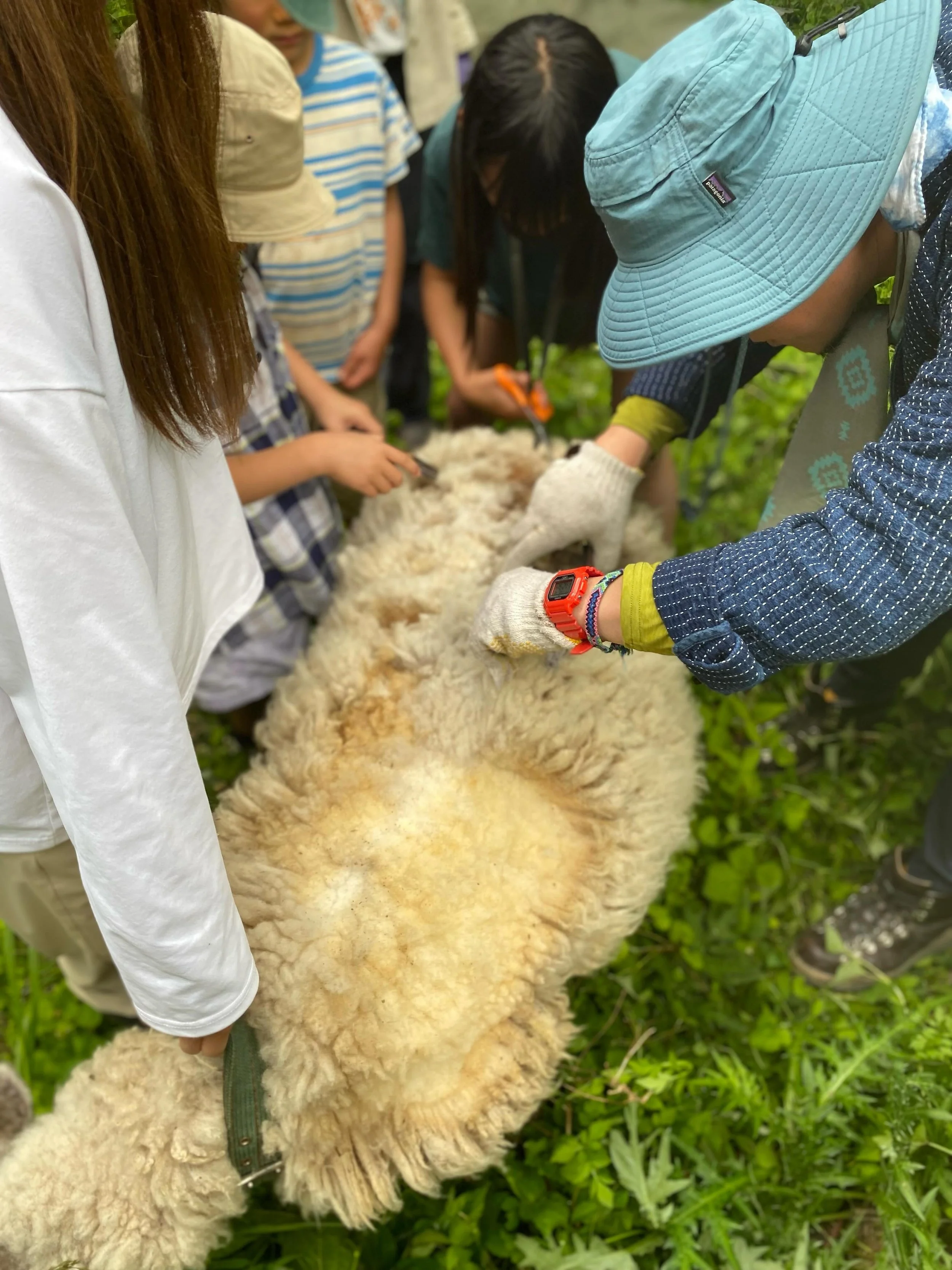 .
もっこもこ冬毛ちゃんだったミドル🐑をさっぱりさせるべく、先日「羊専用 森のサロン」がみっけにオープンしました✂️

毛が長いままだと体に熱がこもり、うんちやおしっこも付きやすく、ダニも隠れやすかったりと羊にとっては負荷が大きい。

最初は慣れないハサミの音に少しビクビクするミドルでしたが、ミドルの草を食べる動きに合わせて移動しながら少しずつ刈っていきます。段々と心地良くなってきたのか、うとうとした表情で動きを止めることもしばしば💤

今回毛を切りながら、たくさんのことを学んだ私たち。
?