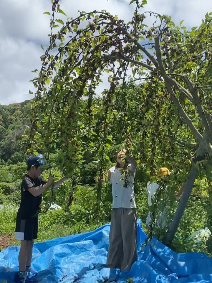 .
季節仕事、盛りだくさん！

畑にたわわに実った桑の実🍇✨✨
あちらこちらから傘や、シートや、籠を持ってきて木の下にスタンバイ。木に登って揺らす人、下で頑張って受け止める人、こぼれ落ちてしまった実を拾う人、食べれるものを選別する人。とてもスムーズな連携プレー💪気づいたら鍋いっぱいの収穫量！
ジャムを作って、おやつのパンケーキにも混ぜて。おっと、収穫の時に実が服に落ちて汚れてしまったいた😥なら桑の実色に染めちゃう！？と染め物まで出来ちゃった。ムラのある染め加減がとっても愛おしい。

✴︎ 