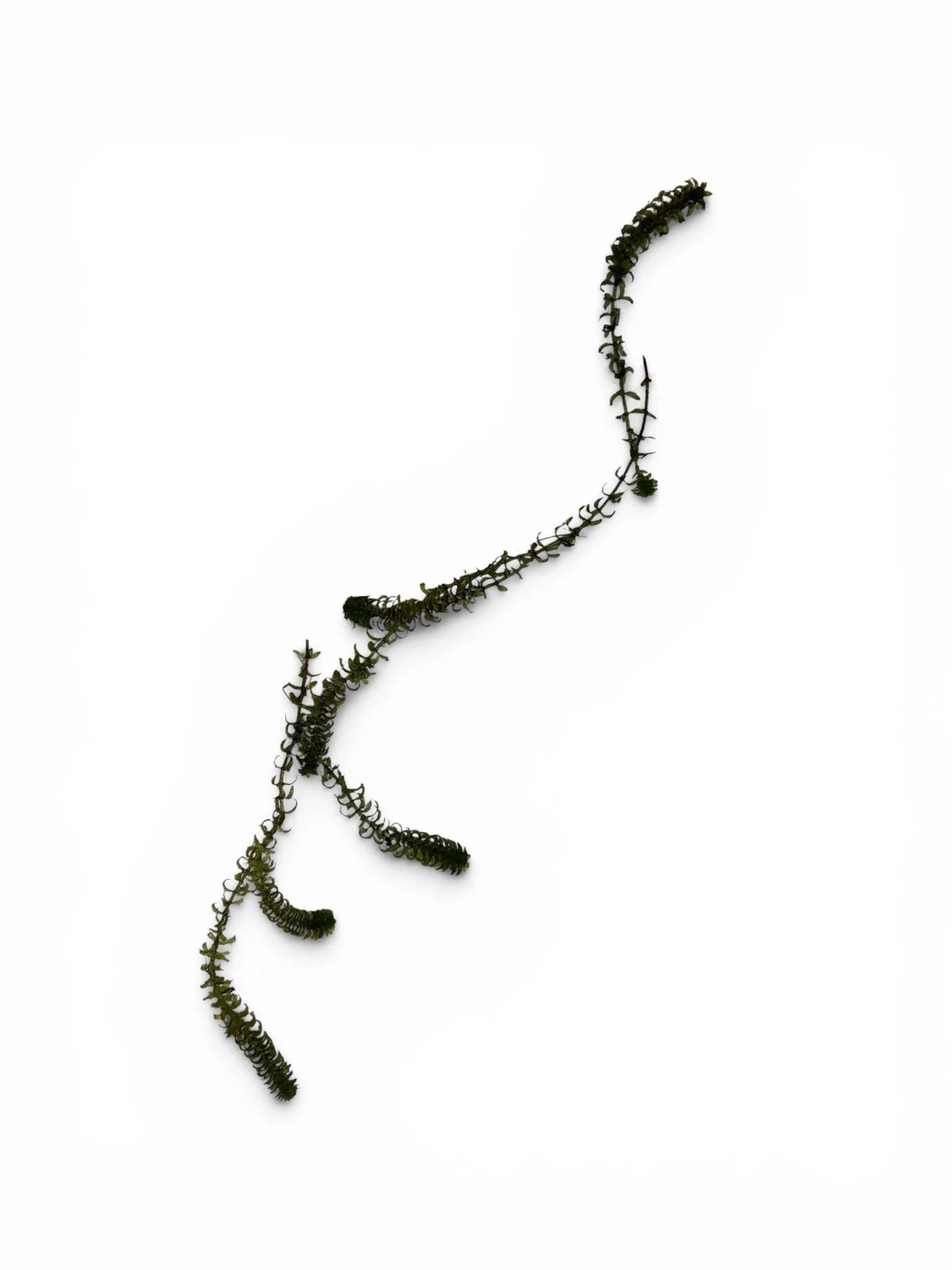 Elodea Canadensis - Waterweed - BARE ROOT
