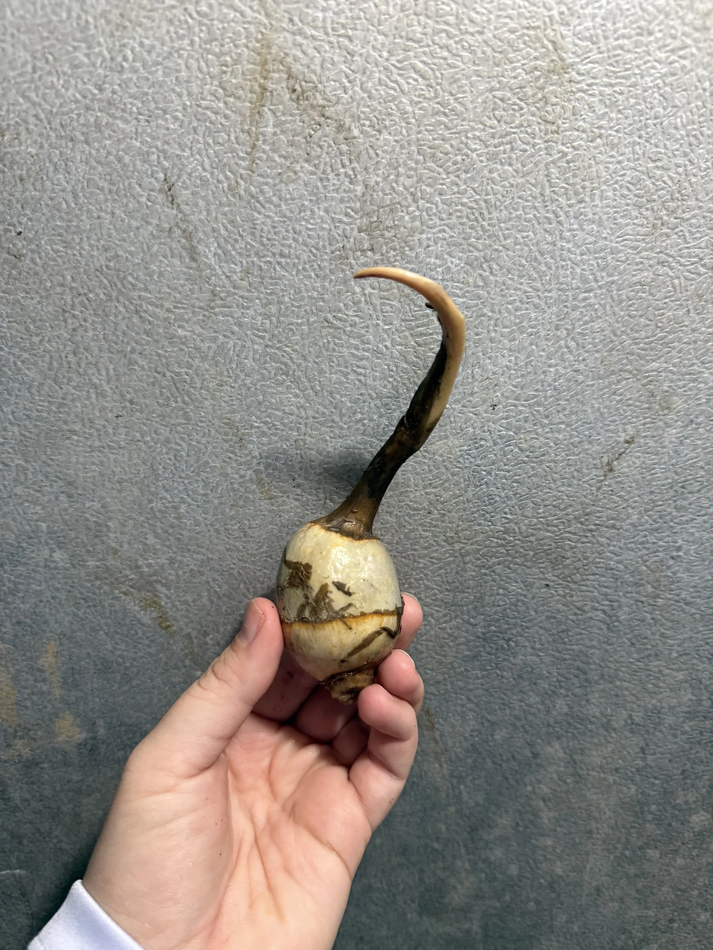 duck potato.jpeg