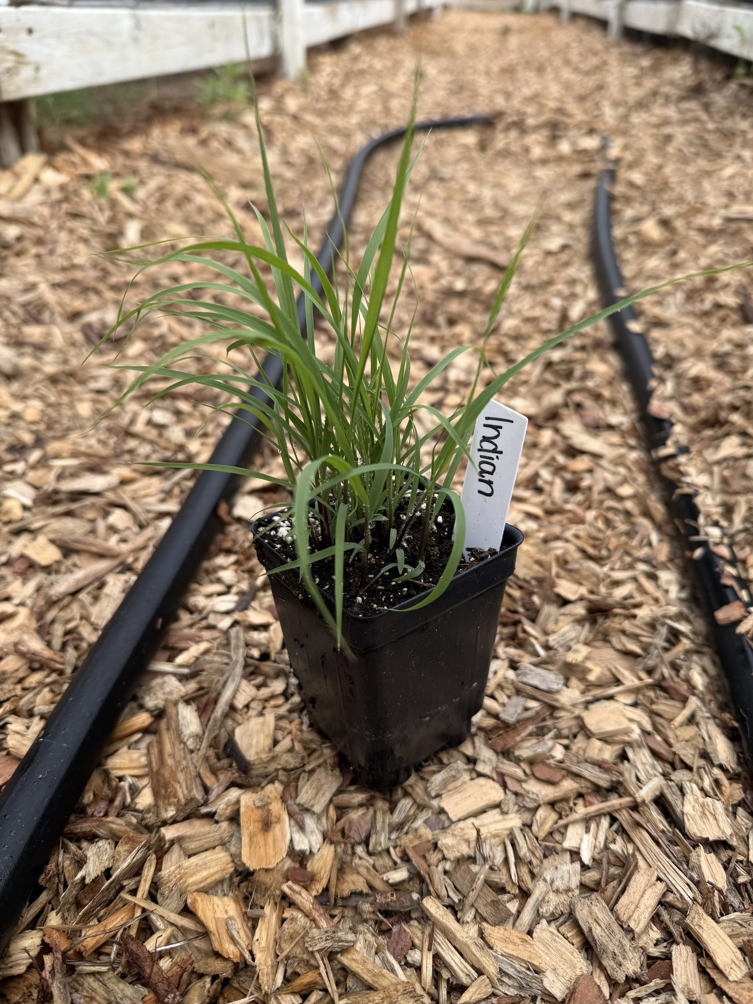 Indian Grass - Sorghastrum nutans - PLUG