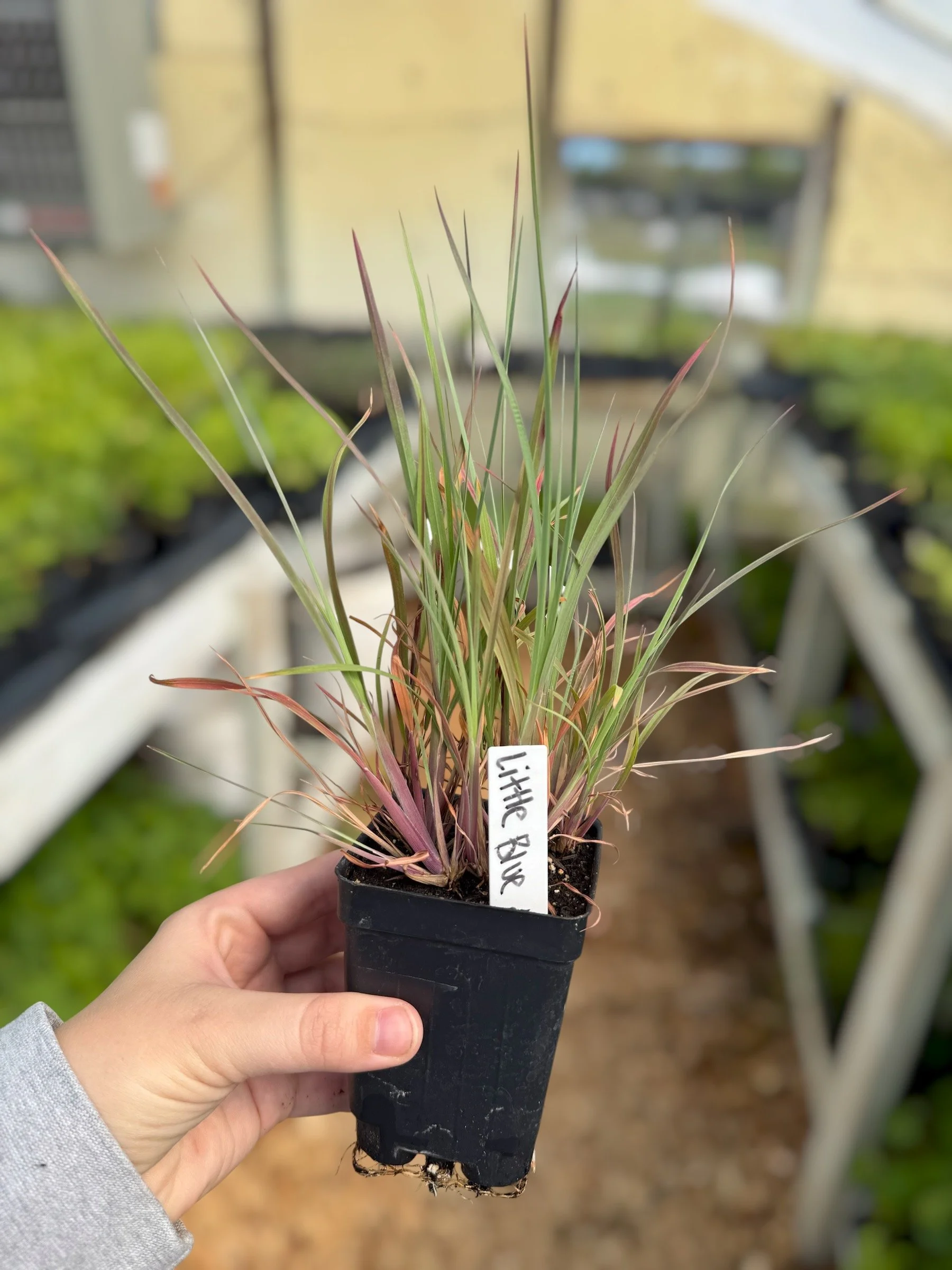 Little Bluestem - Schizachyrium Scoparium - PLUG