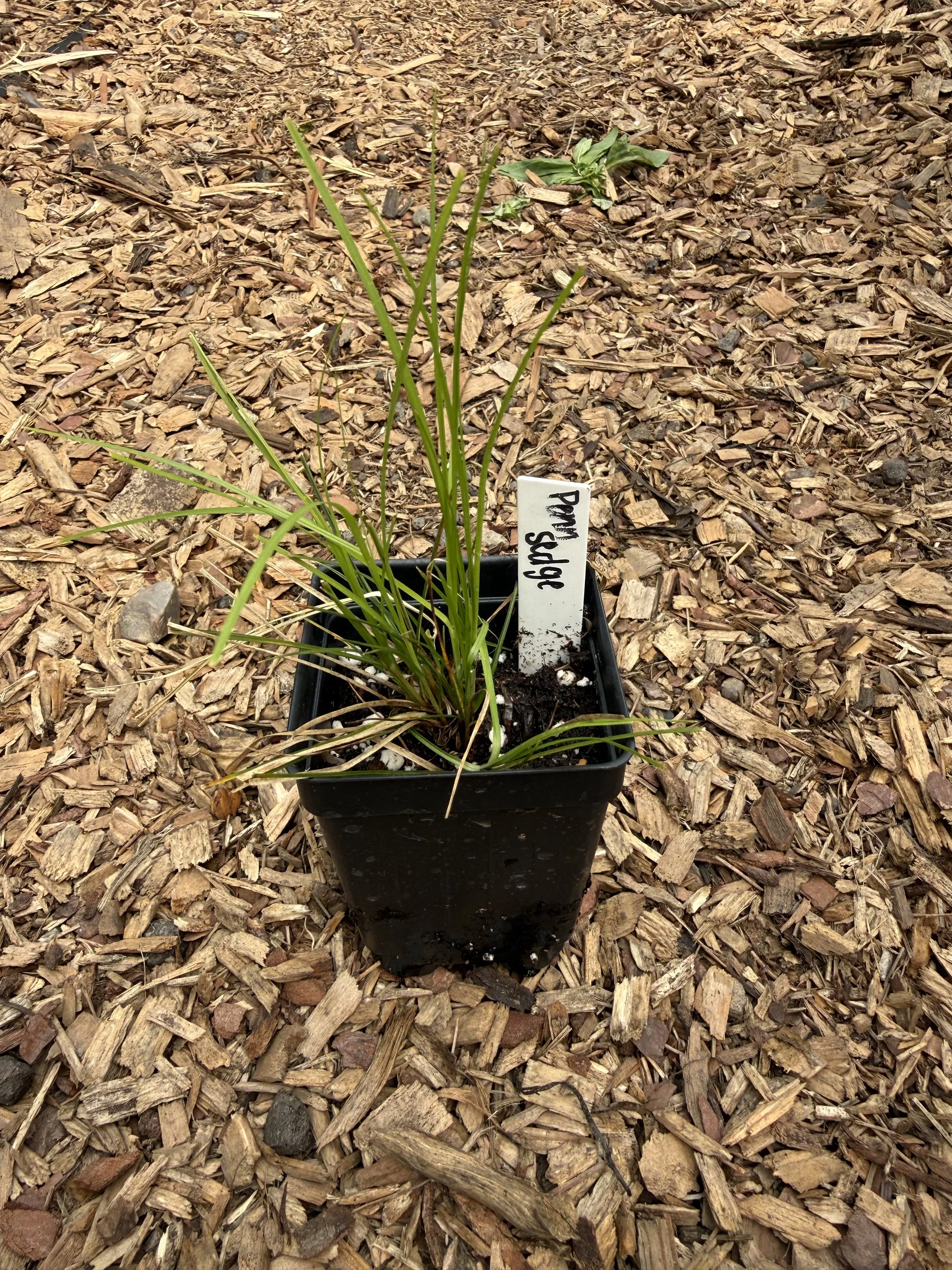 Pennsylvania Sedge - Carex Pennsyvanica - BARE ROOT