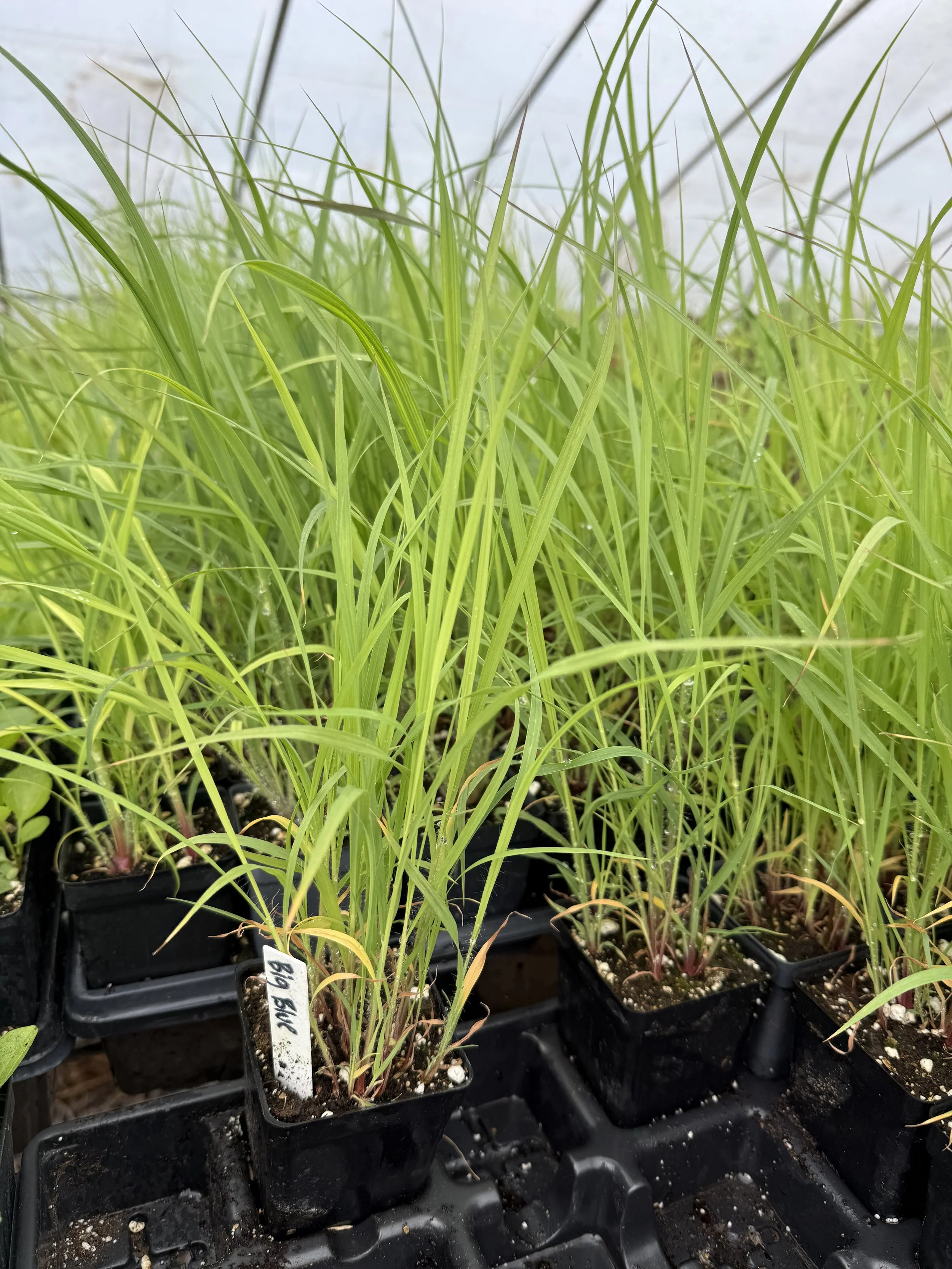 Big Bluestem - Andropogon Geradii - PLUG