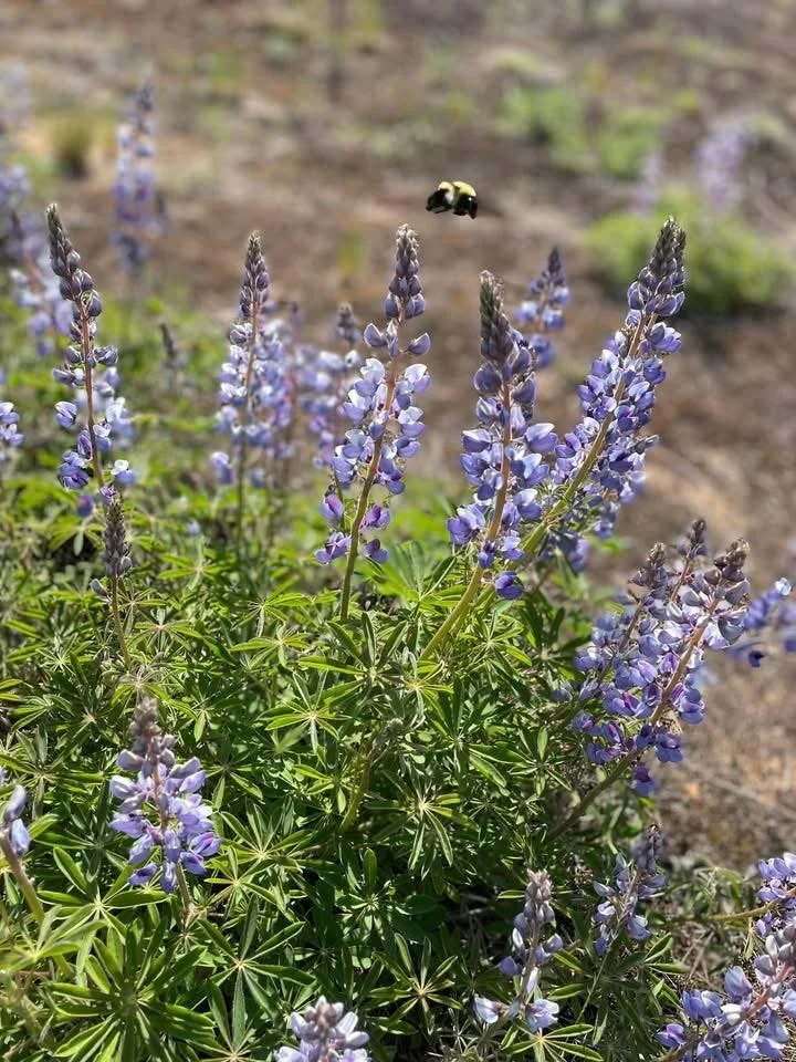 sundial lupine.JPG