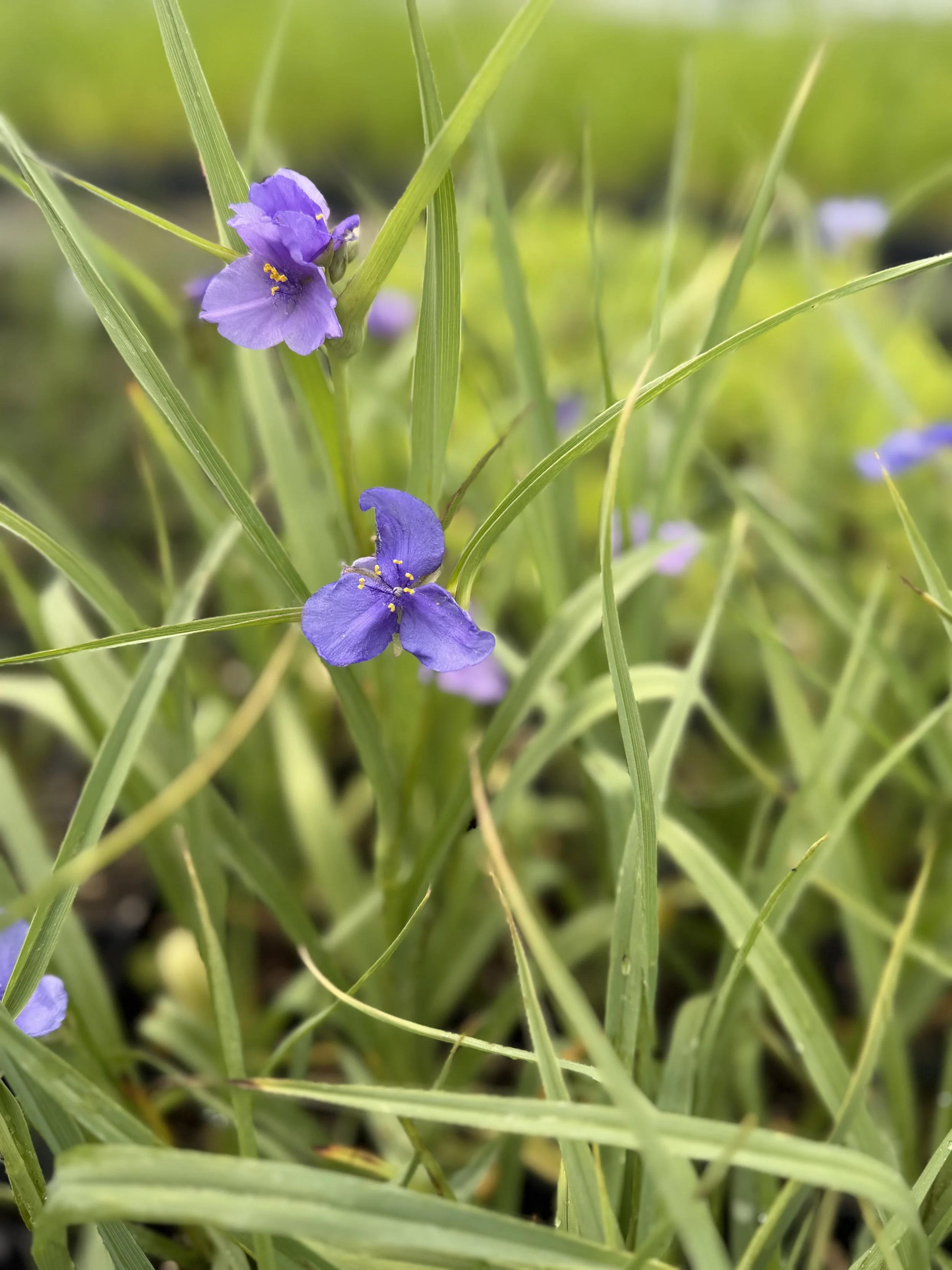 spiderwort.jpeg
