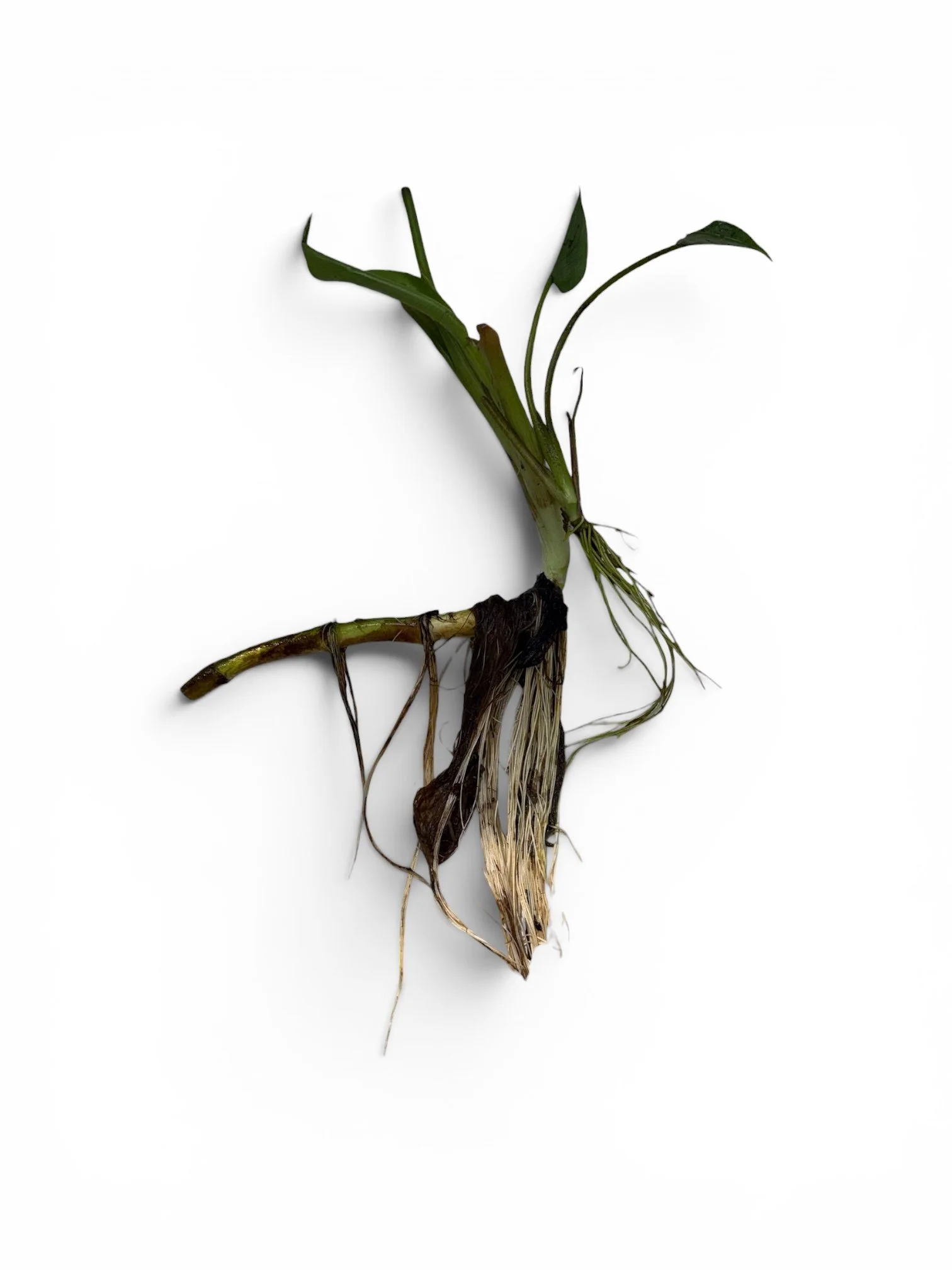 Water Arum - Calla Palustris - BARE ROOT