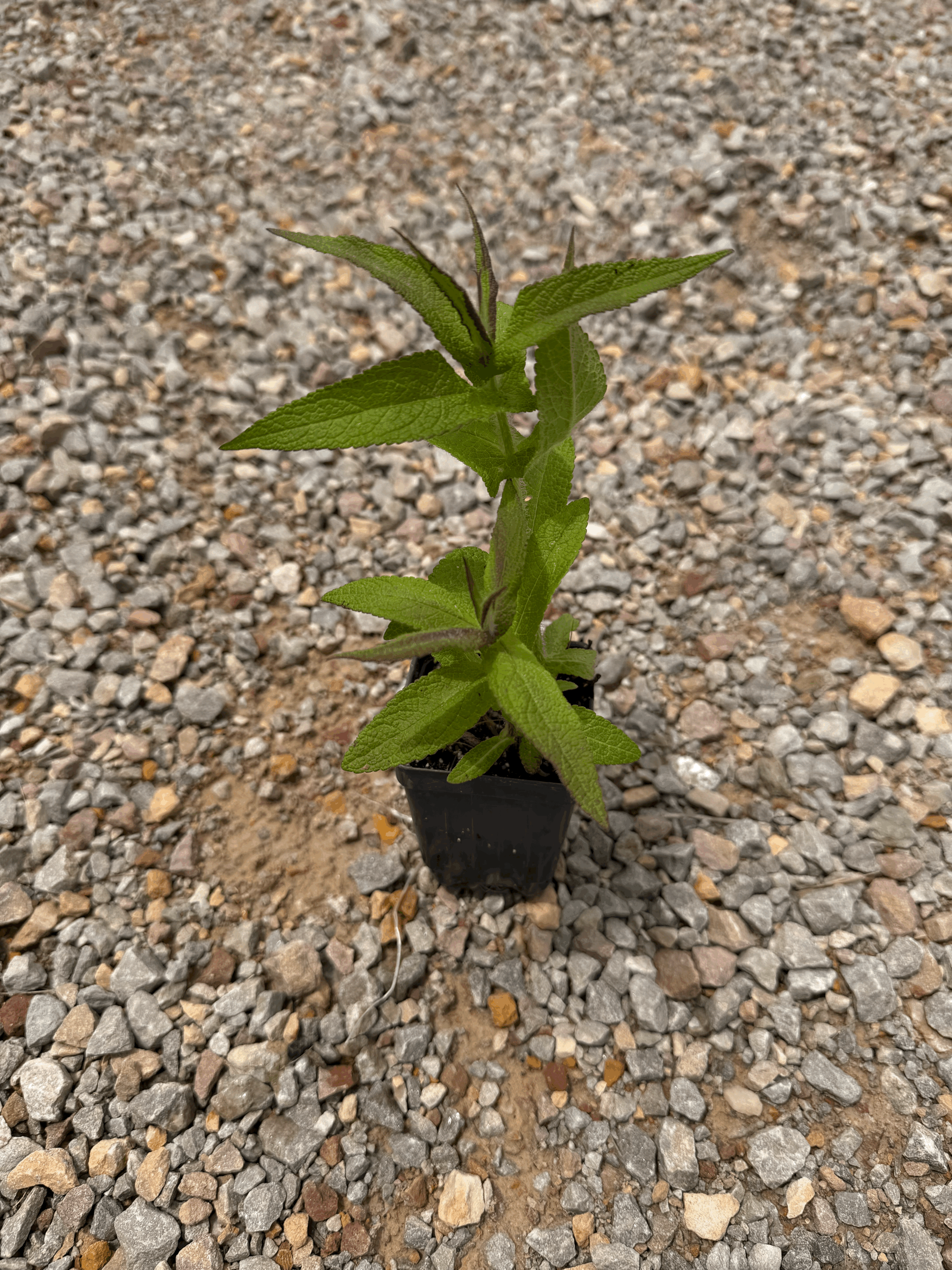 Boneset - Eupatorium perfoliatum - PLUG