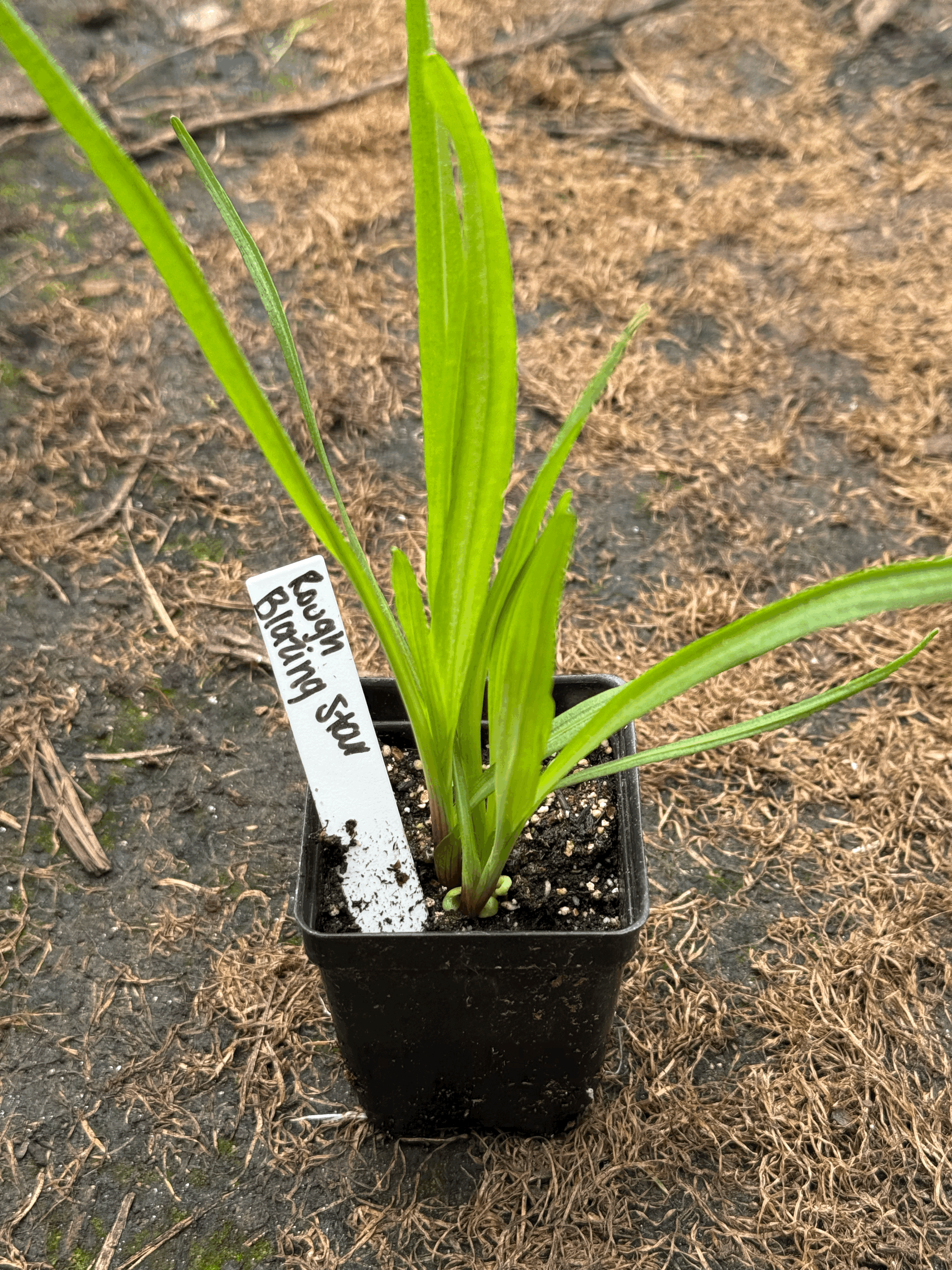 Rough Blazing Star - Liatris Aspera - PLUG