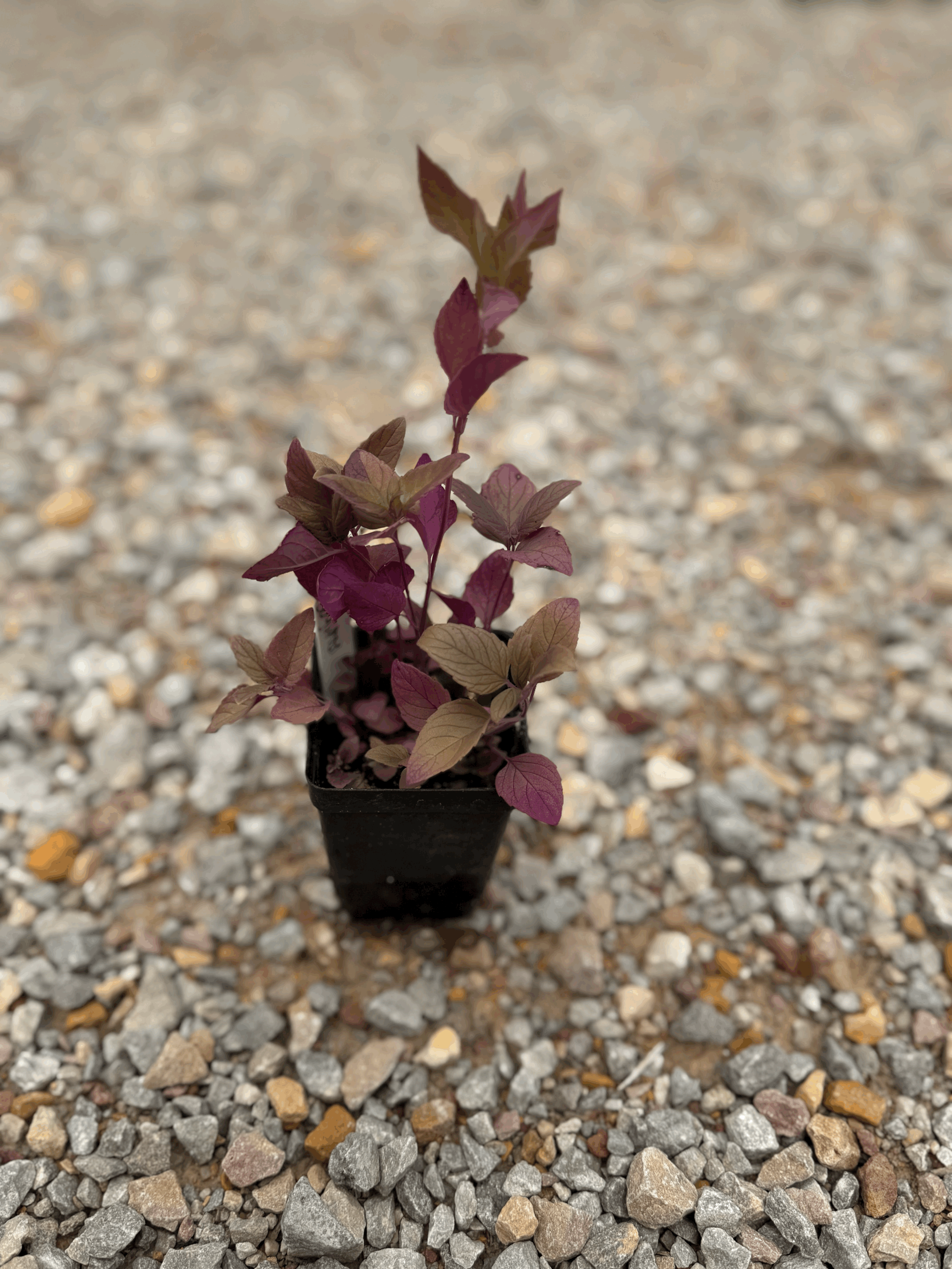 tempImagekORHM1.gif
