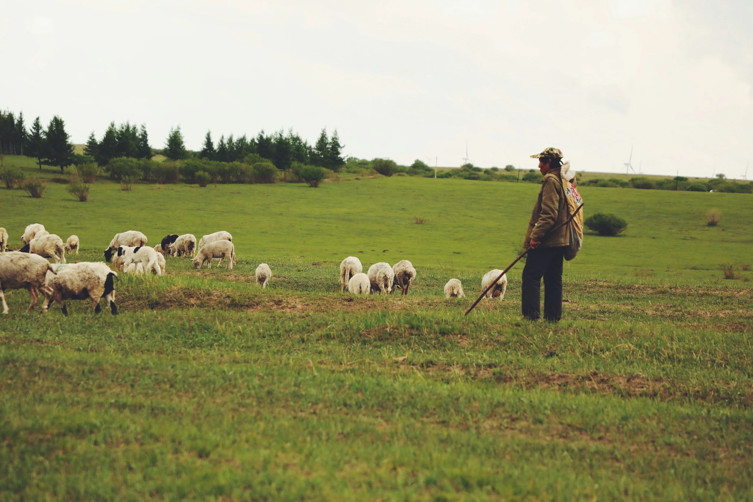 A shepherd guiding a flock of sheep