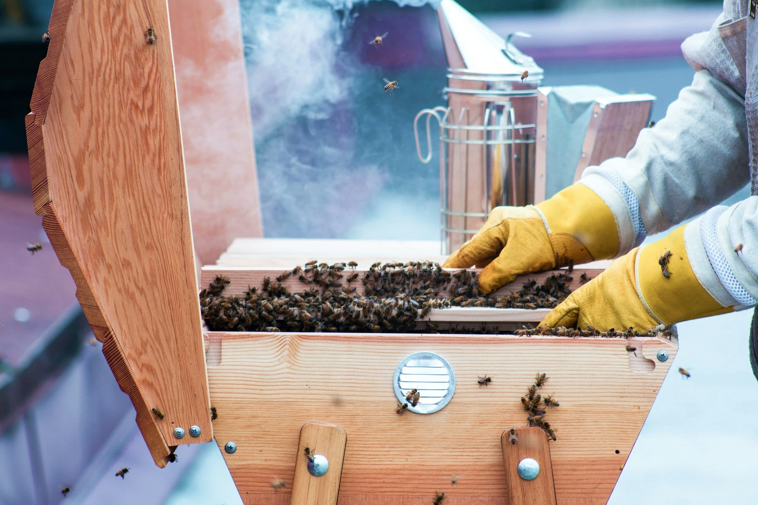 Person wearing yellow gloves inspecting honeybees in a wooden beekeeping hive with smoke.