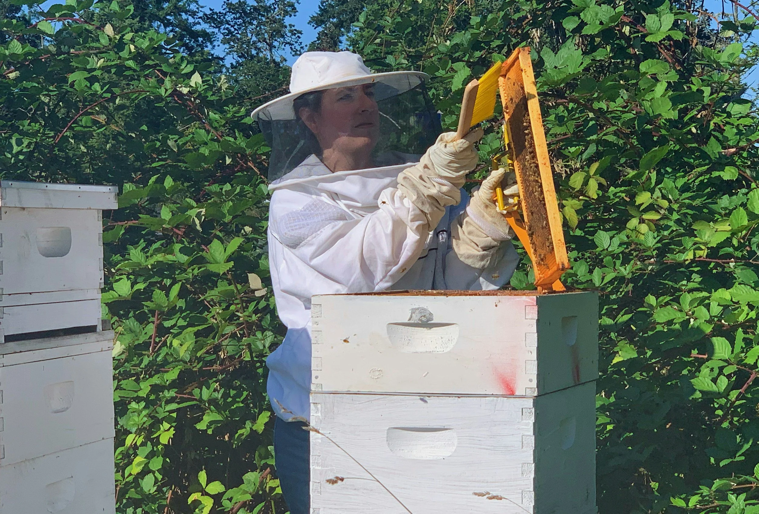 A woman wearing a beekeeping suit, gloves, and a veil inspecting a beehive frame outdoors with green foliage in the background.