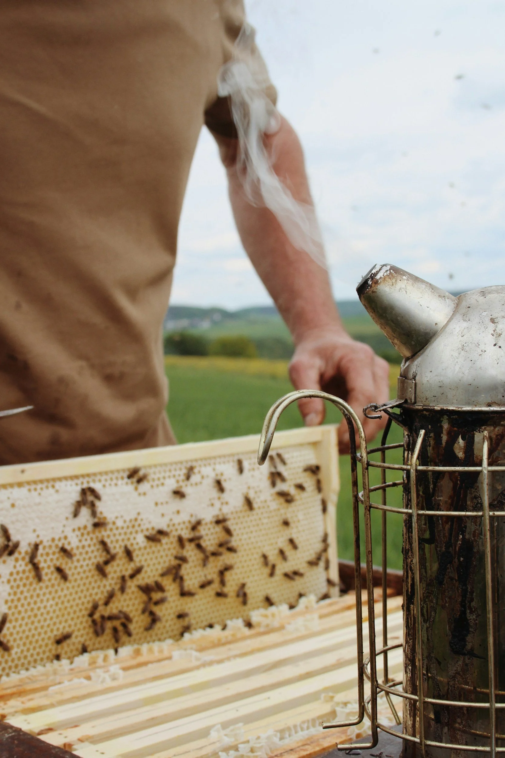 A beekeeper inspecting a hive with bees on a honeycomb frame, outdoor landscape in the background.