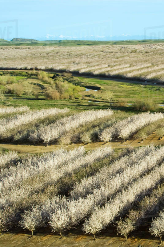 A vast agricultural landscape featuring rows of blooming white and light purple flowering trees, possibly fruit or nut trees, surrounded by green fields and rolling hills in the background.