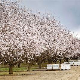 Row of blooming cherry blossom trees in a park with white flowered branches