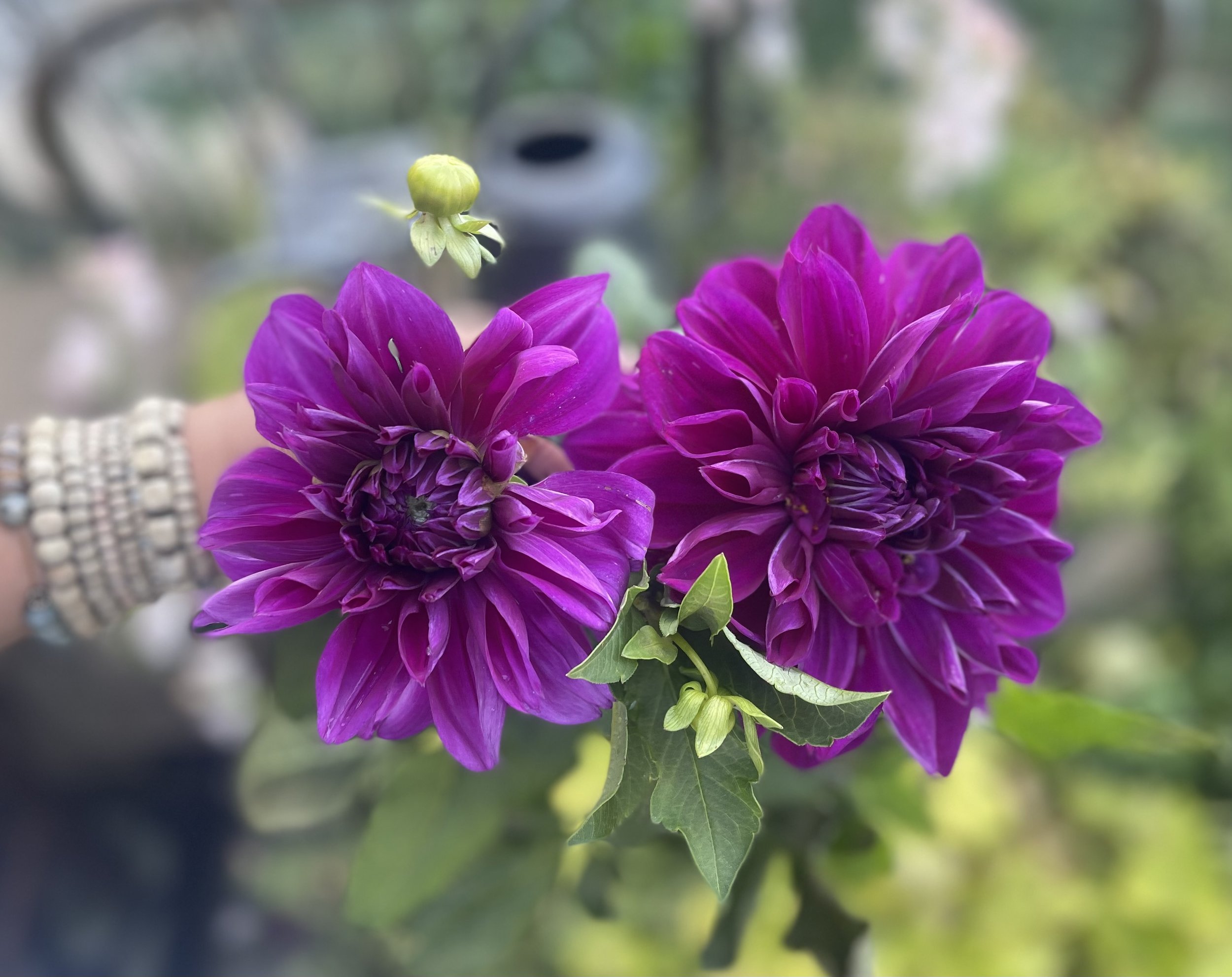 Thomas Edison (heirloom)