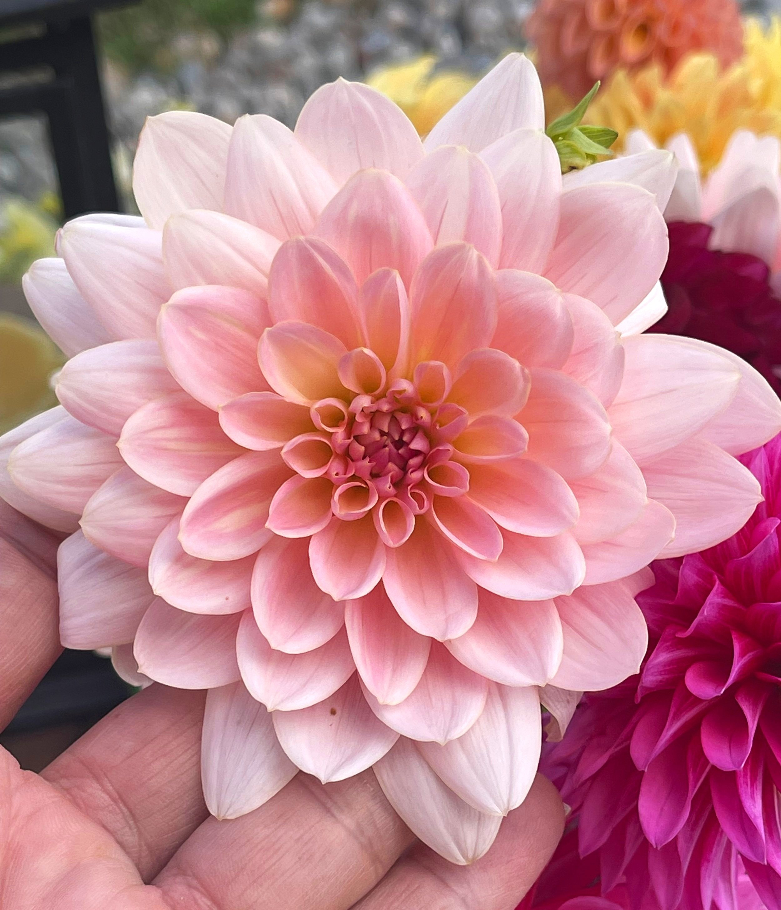 Gerrie Hoek (heirloom)