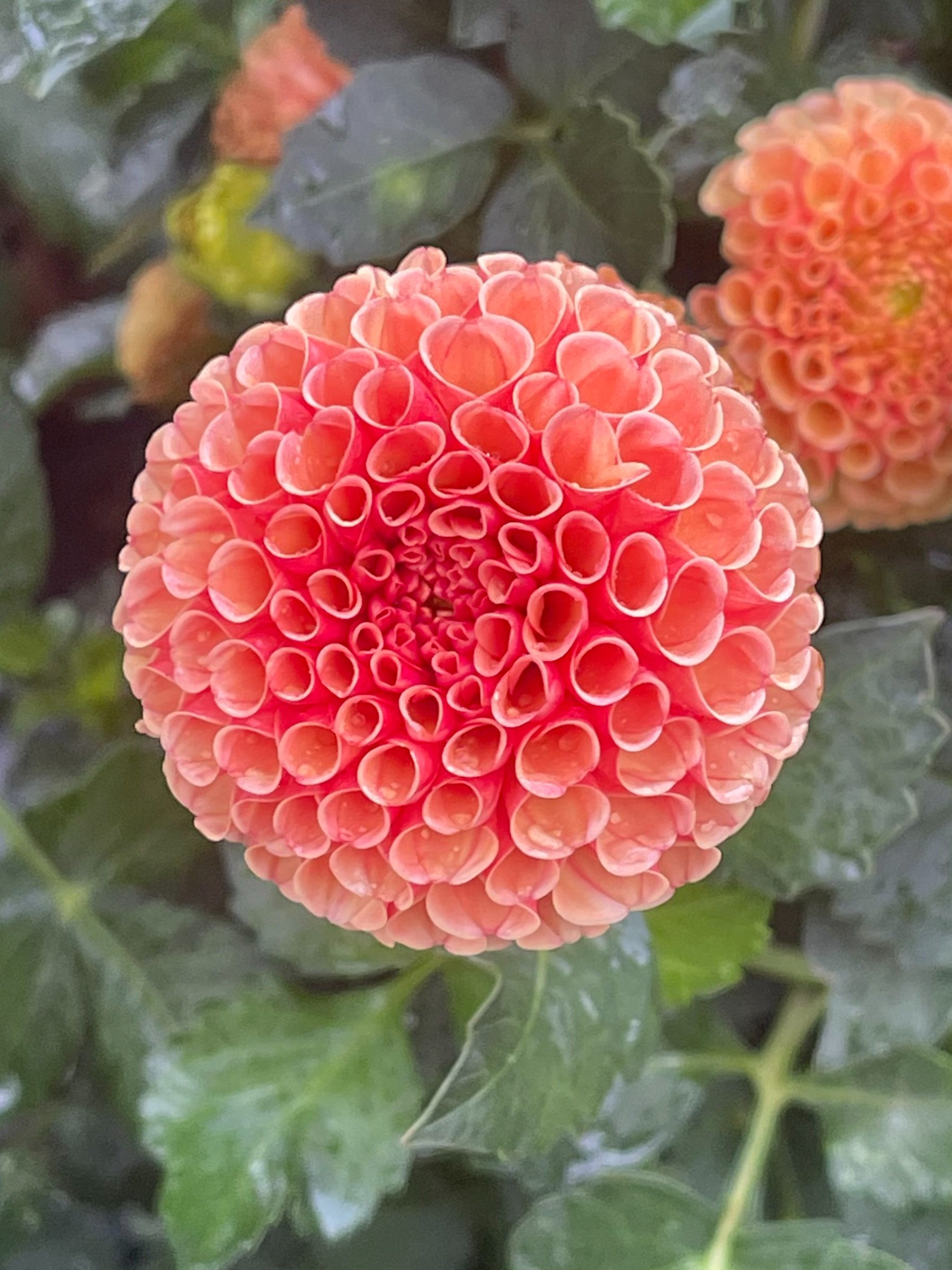 Amber Queen (heirloom)