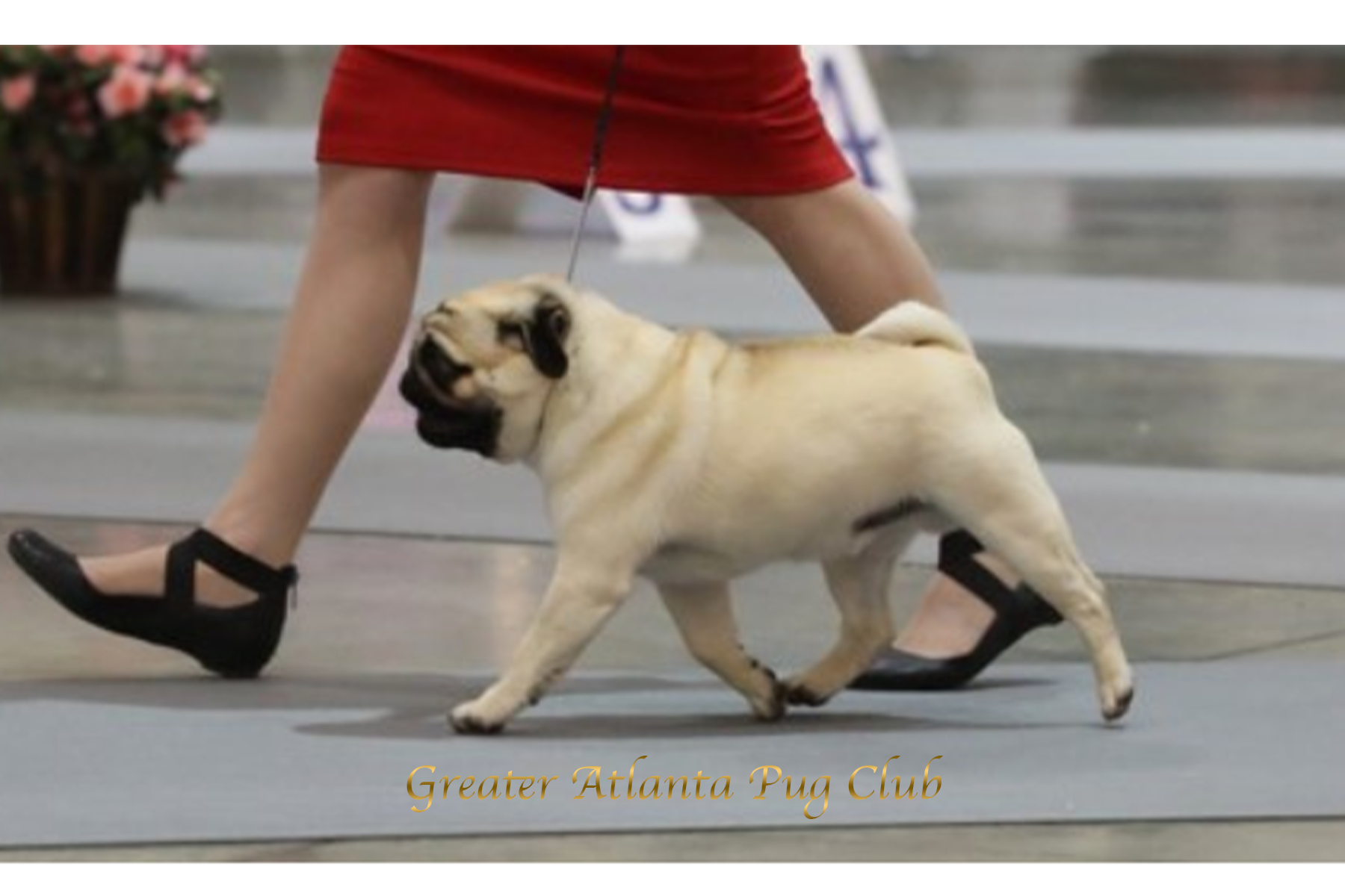 A pug dog being shown at a dog show, walking on a leash with a person. The person is wearing a red skirt and black shoes. The setting appears to be an indoor dog show with a sign in the background that reads 'Greater Atlanta Pug Club.'