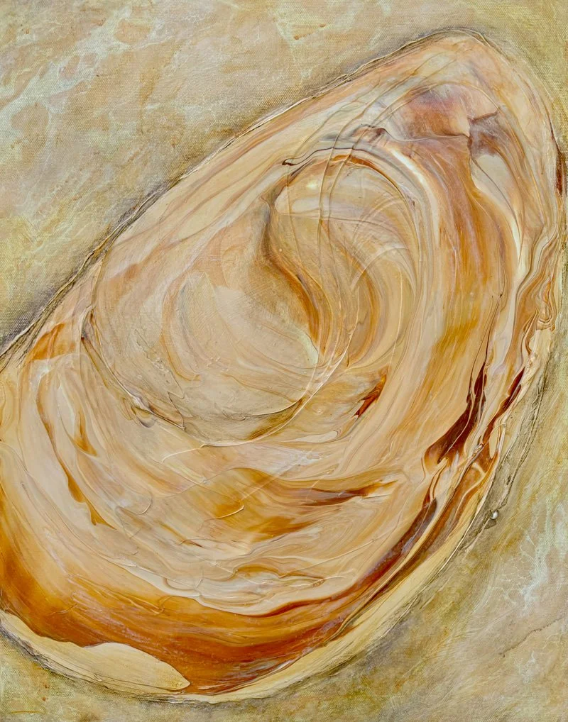 Study of a Shell, 20 x 16