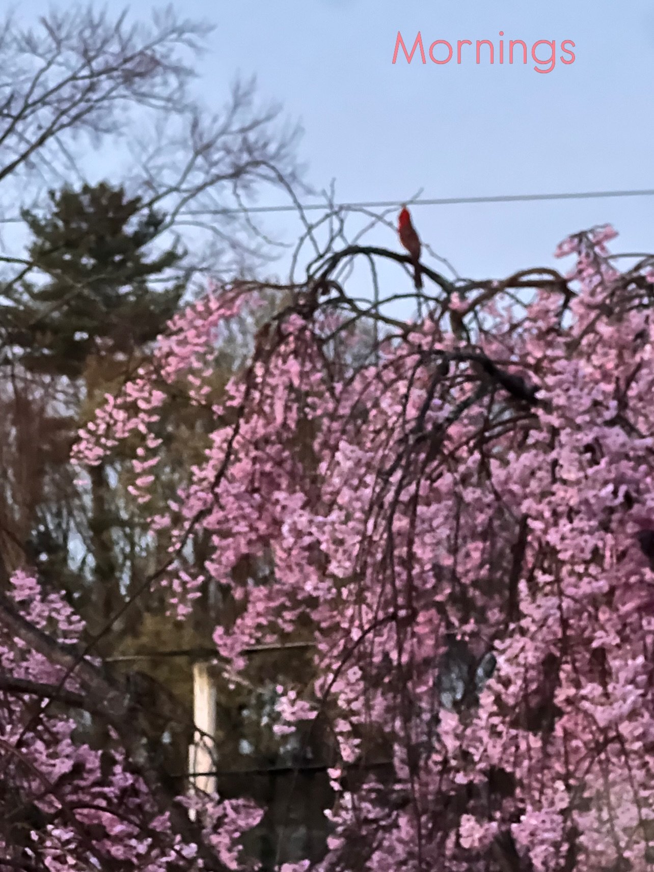 The best sounds are free