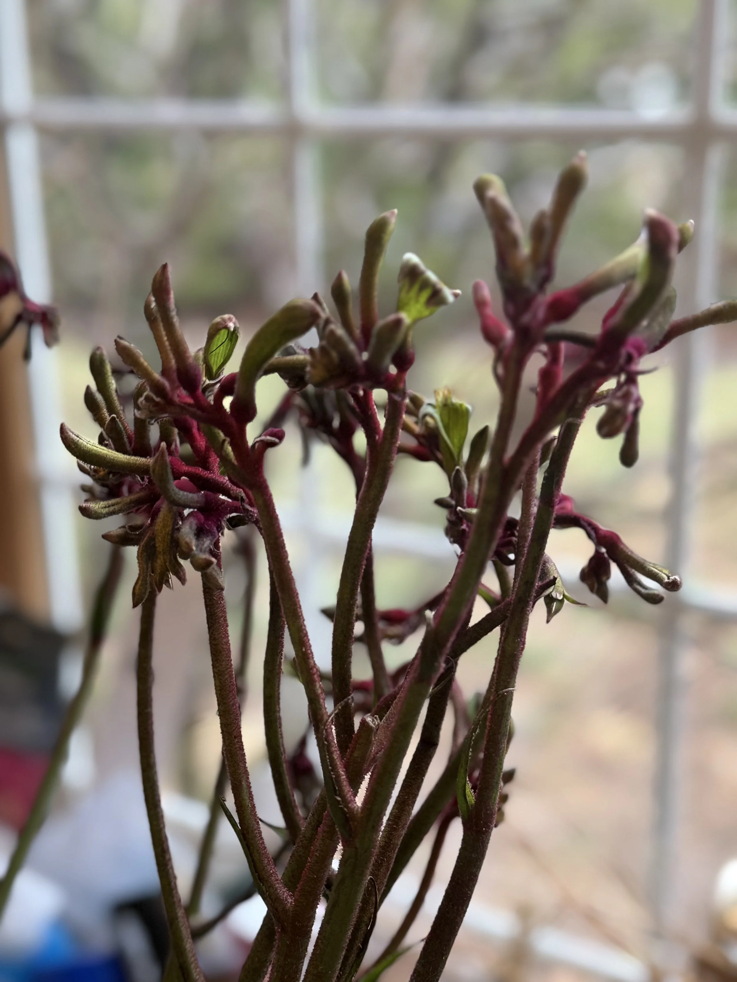 Close-up of a Kangaroo Paws with reddish stems and buds, indoors near a window with a blurred outdoor background. By Gifts of Flowers TA