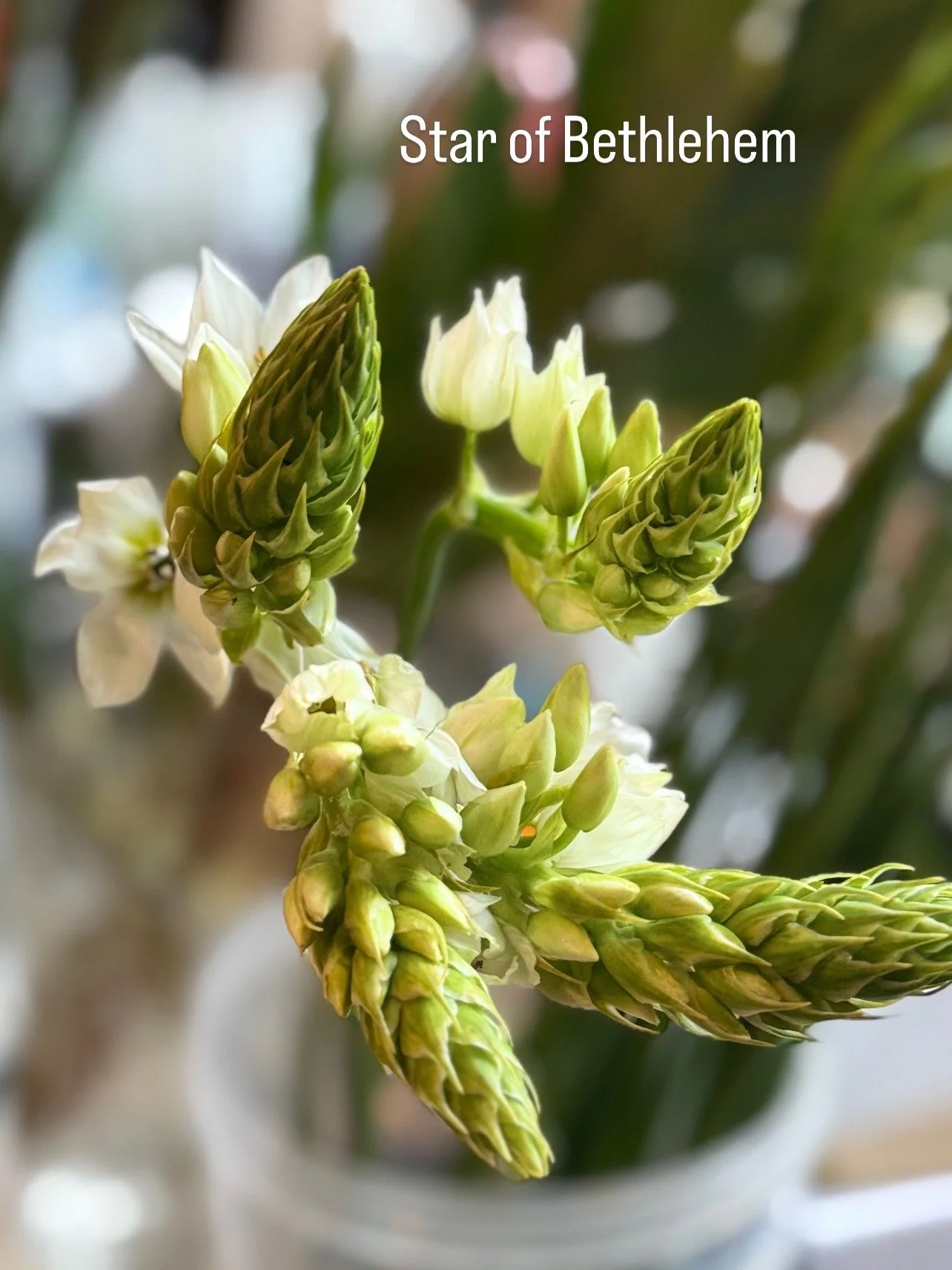 Close-up of white and green star-shaped blooms and buds of a Bethlehem star By Gifts of Flowers TA