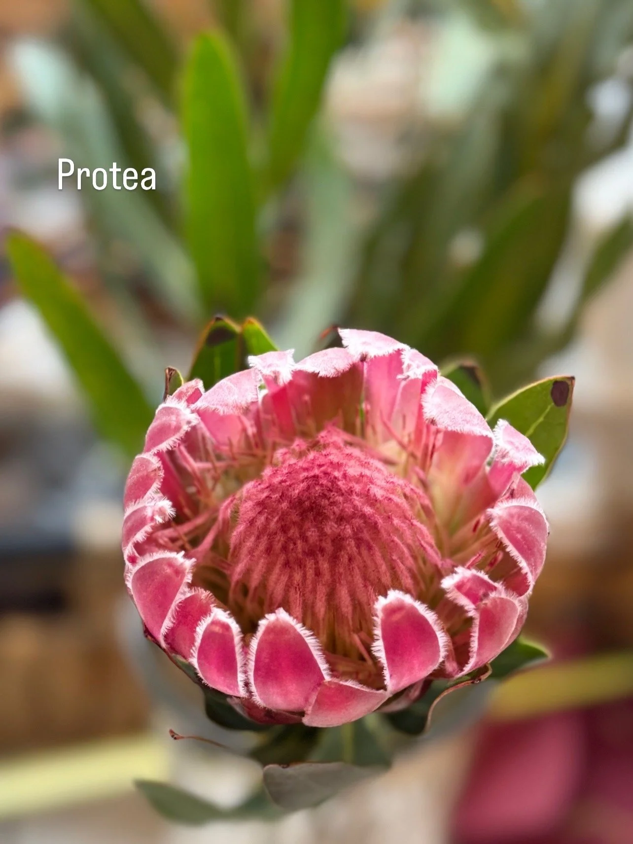 Close-up of a pink Protea flower with green leaves in the background.by Gifts of Flowers TA