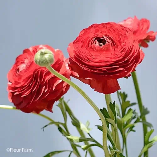 Red ranunculus flowers with green stems and leaves against a light blue background. red-ranunculus-by-gifts-of-flowers.jpeg