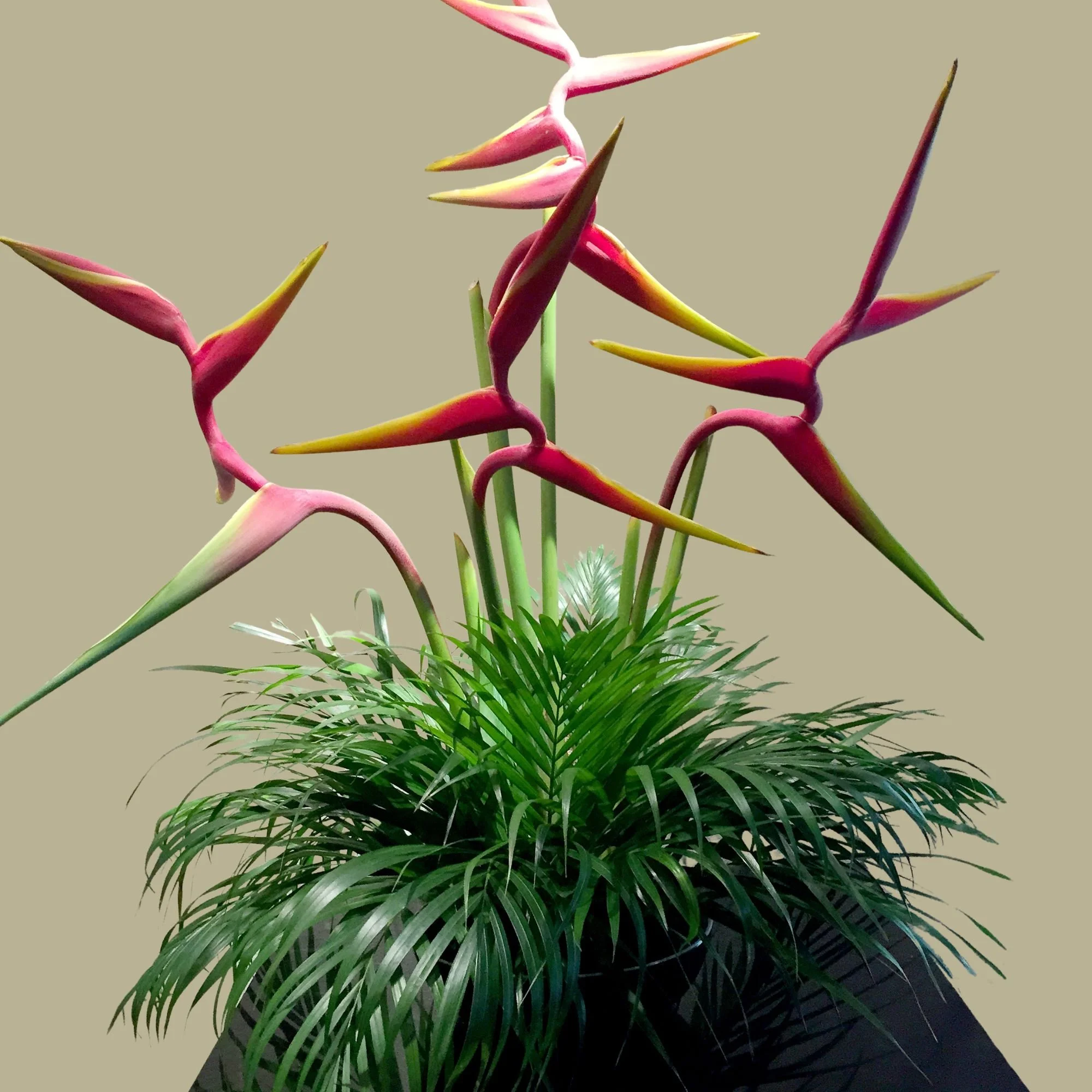 Heliconia Birds Nest by Gifts Of Flowers Agawam MA.jpg