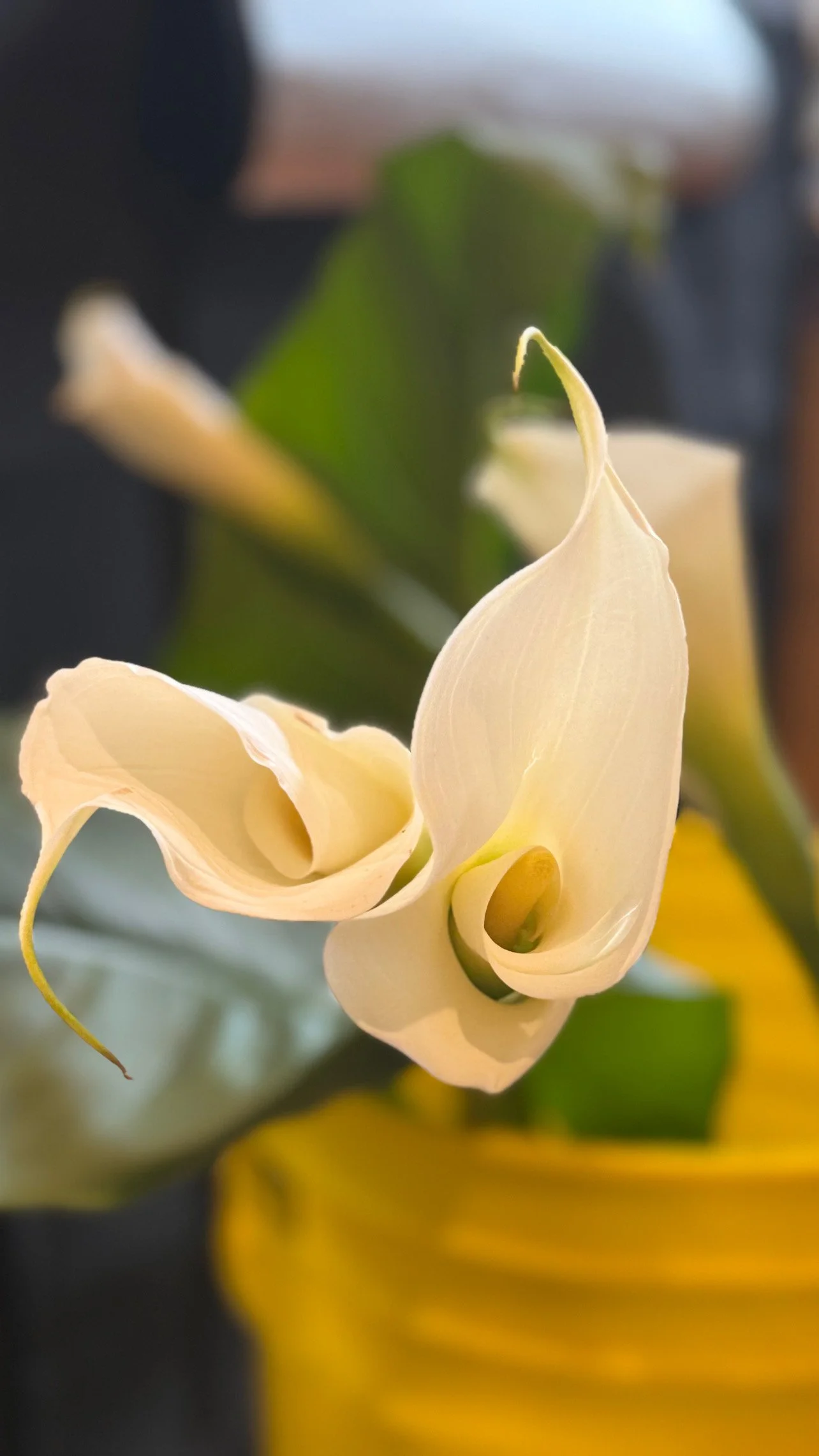Close-up of a delicate, cream-colored calla lily flower with soft, curved petals and a green background of blurred leaves.by Gifts of Flowers TA