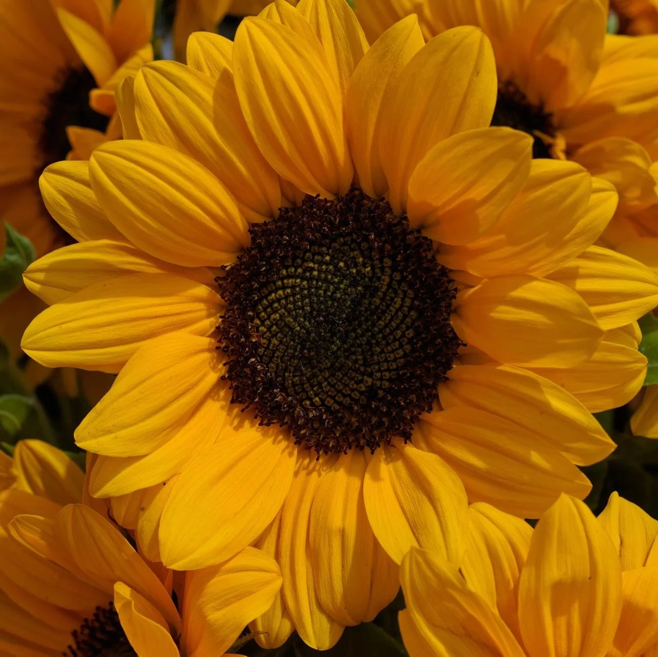 Close-up of a sunflower with bright yellow petals and a dark brown center.