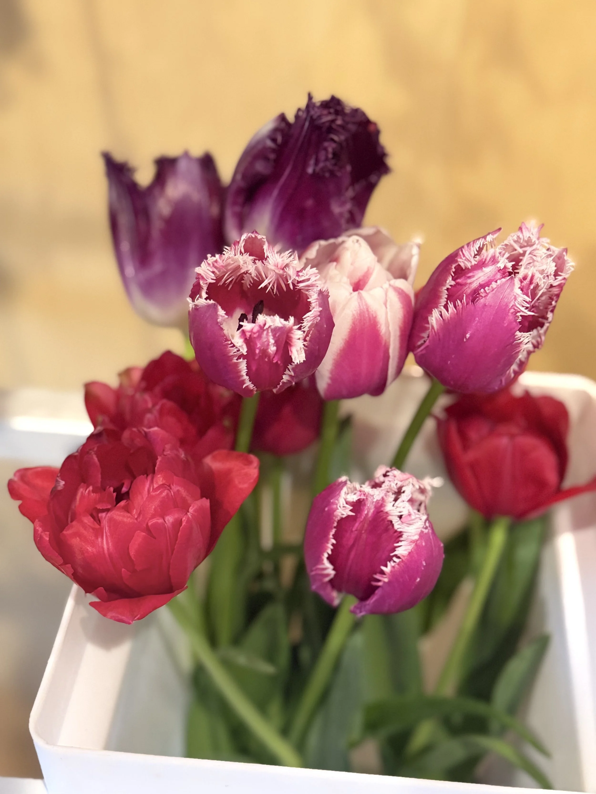 Close-up of a bouquet of pink, purple, and red tulips in a white container.by Gifts of Flowers TA