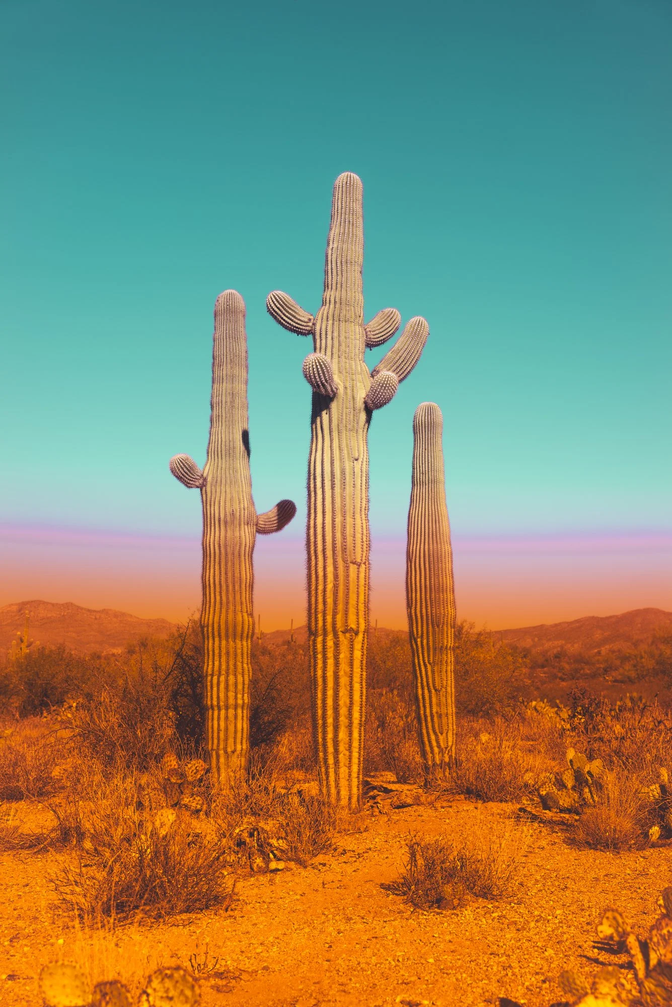 Three tall saguaro cacti in a desert landscape with distant mountains, under a colorful sky transitioning from teal to pink and orange.