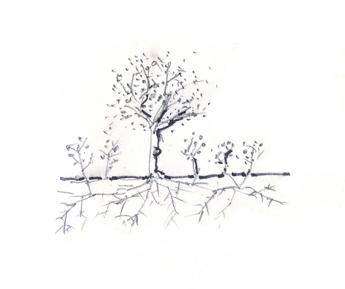 Sketch of trees and root structures designed by Sparano + Mooney Architecture