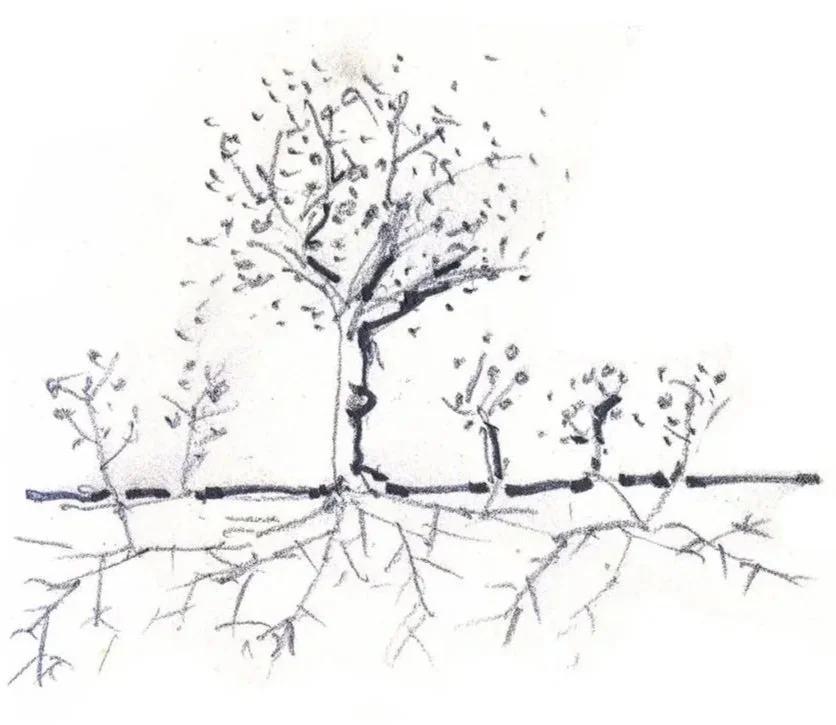 Kimball Art Center concept sketch of trees and root structures, by Sparano + Mooney Architecture 